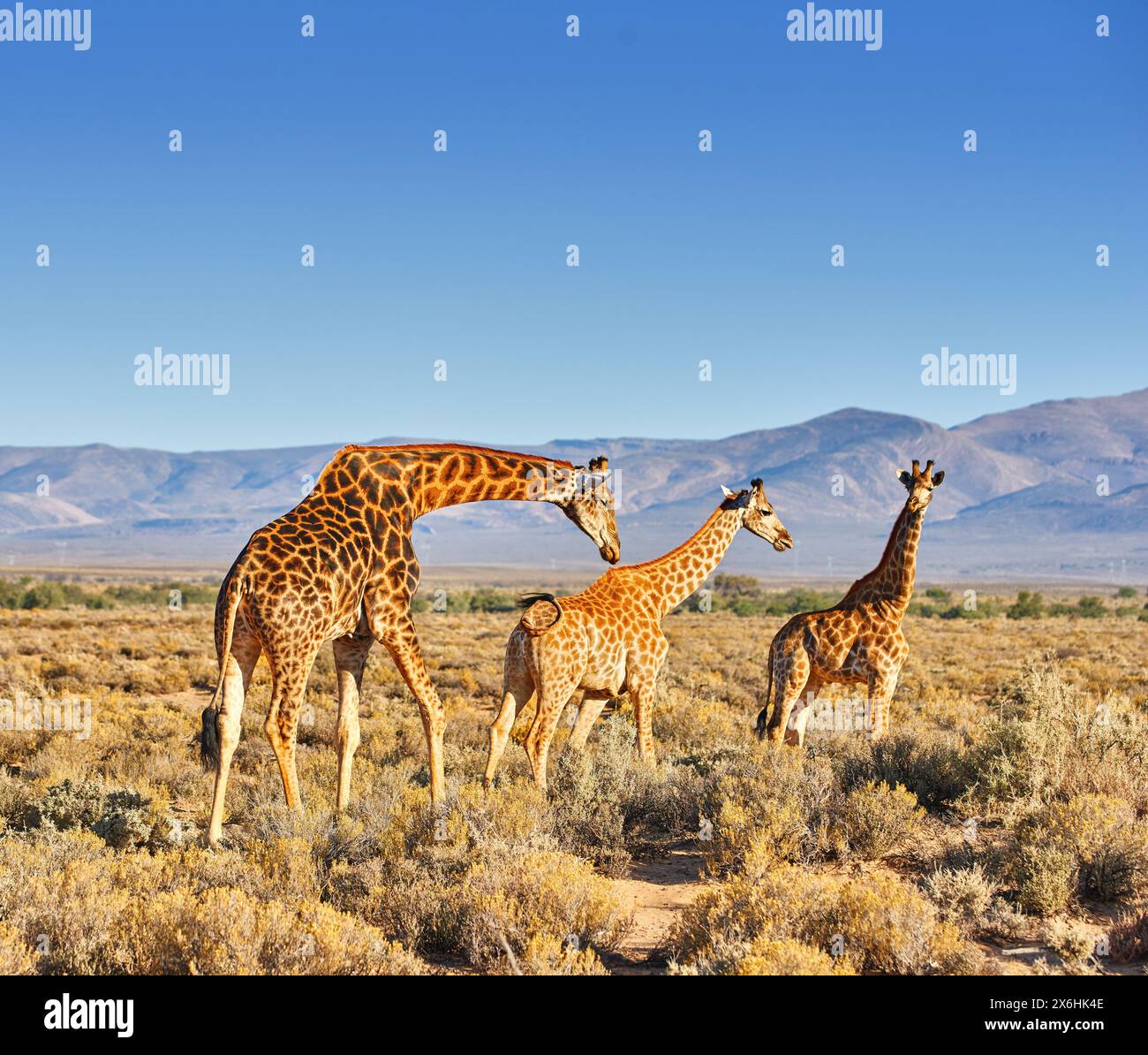 Giraffes world hi-res stock photography and images - Alamy