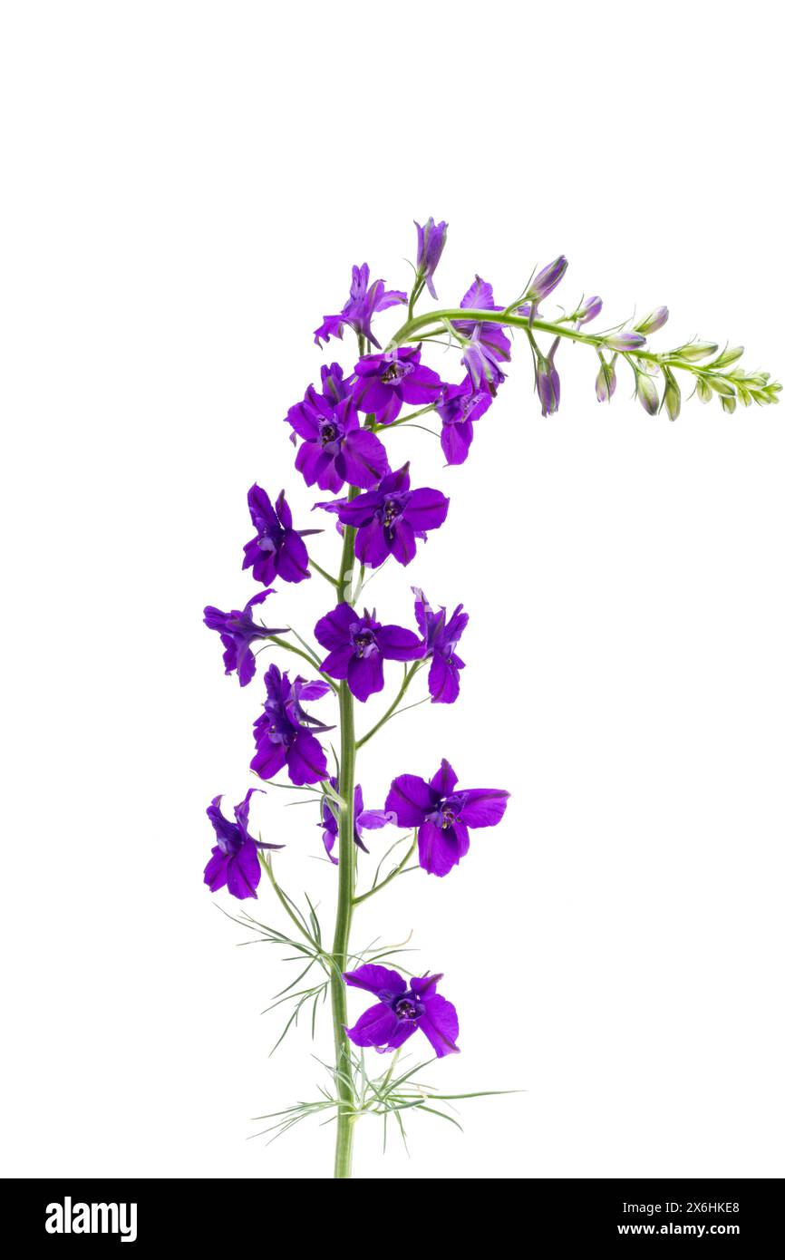 Blue larkspur delphinium white Cut Out Stock Images & Pictures - Alamy