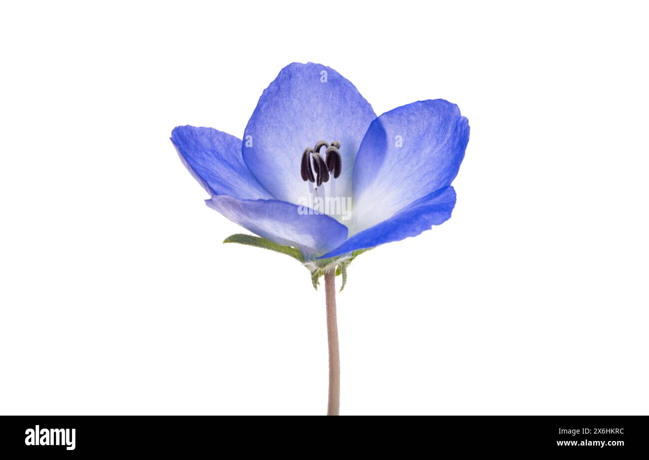 Nemophila japan hi-res stock photography and images - Alamy