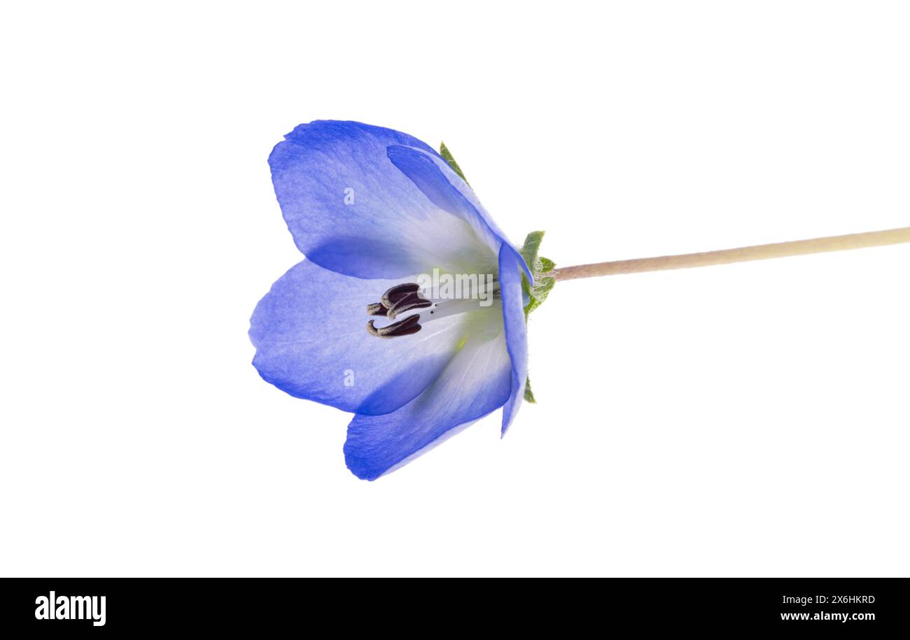 Nemophila japan hi-res stock photography and images - Alamy