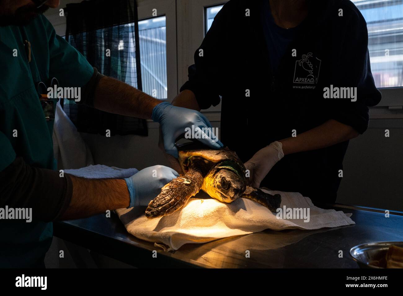 Surgical operation as part of a care process for an injured turtle at ...