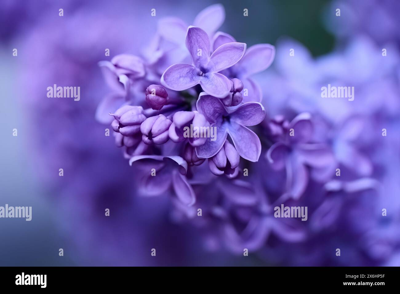 Serene blooms hi-res stock photography and images - Alamy