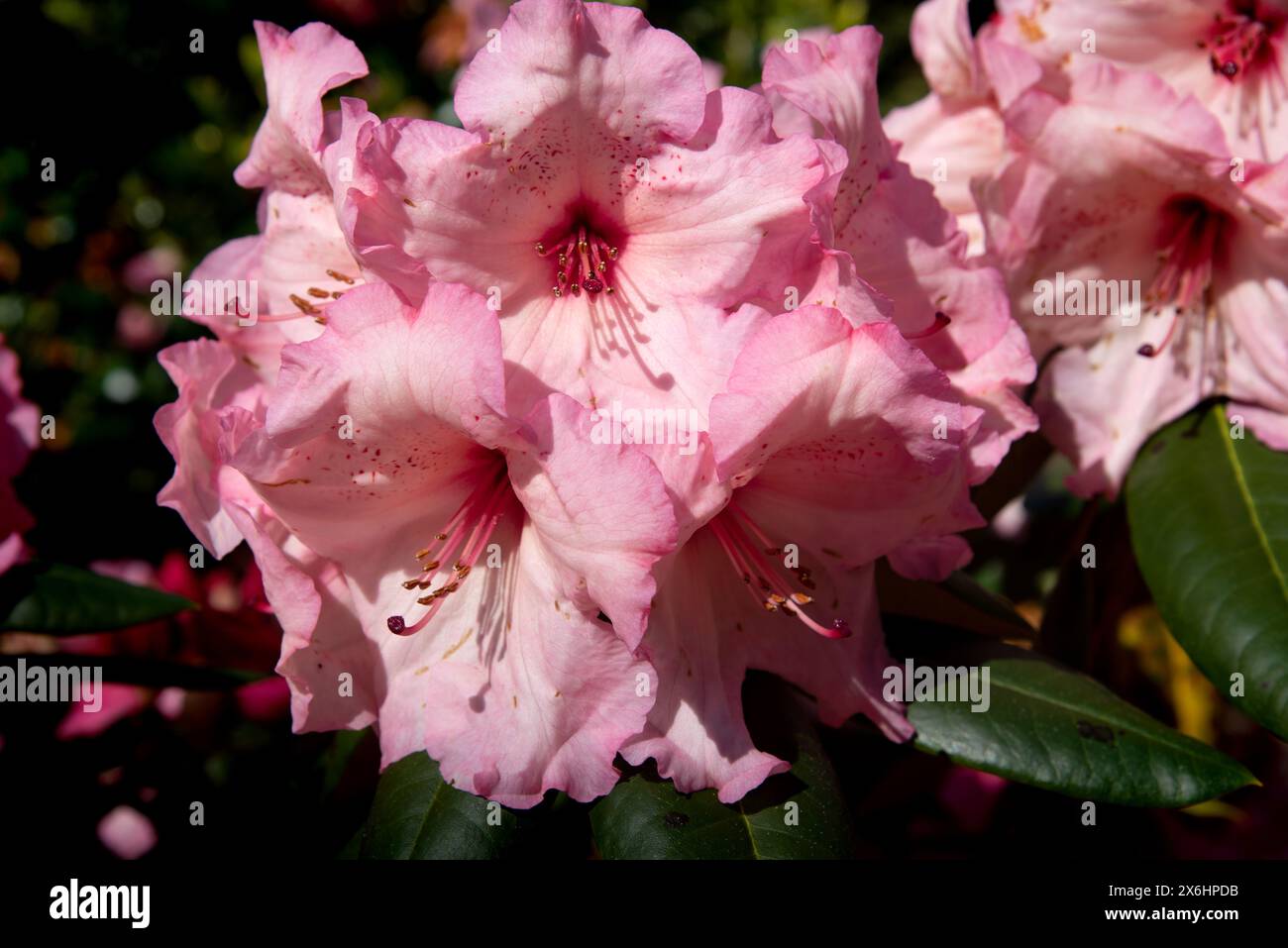 Rhododendron with a pink flowers blossom in the garden, close up, cultivation in Ireland Stock Photo