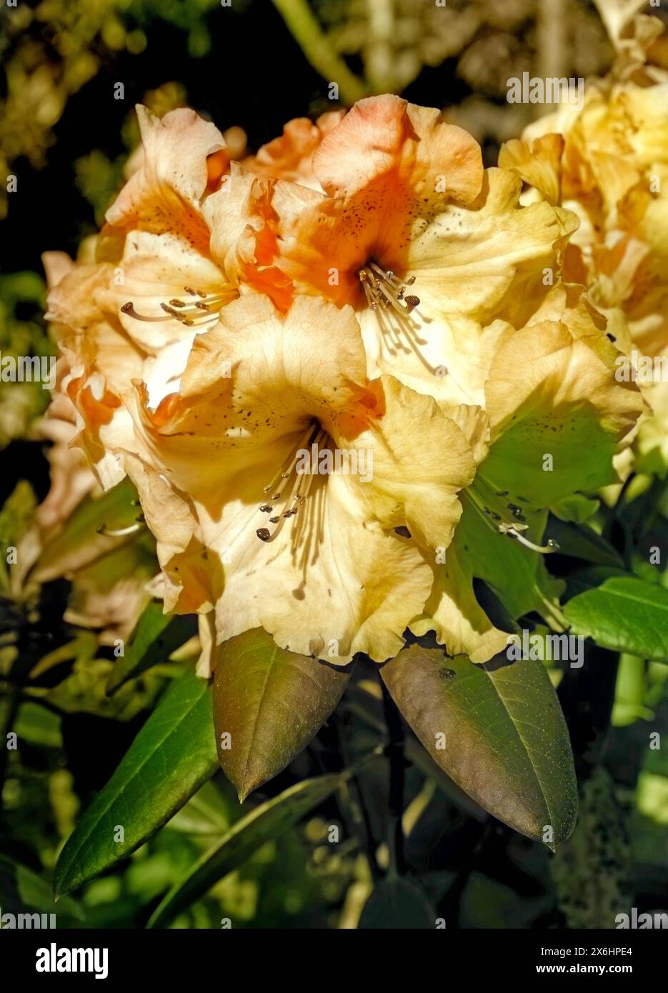 Rhododendron with a pink flowers blossom in the garden, close up, cultivation in Ireland Stock Photo