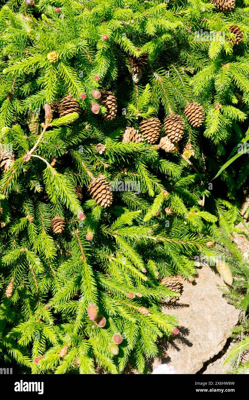 Picea abies 'Pusch' Dwarf Tree Low Norway Spruce, Small Dense Foliage Stock Photo