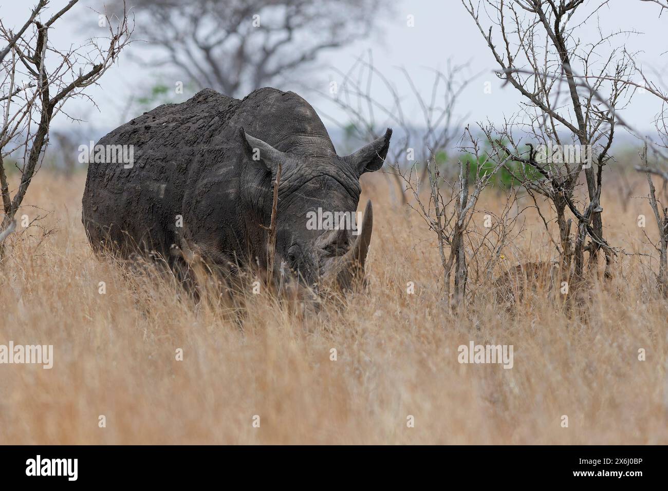 Southern white rhinoceros (Ceratotherium simum simum), adult animal foraging in the tall dry grass, Kruger National Park, South Africa, Africa Stock Photo