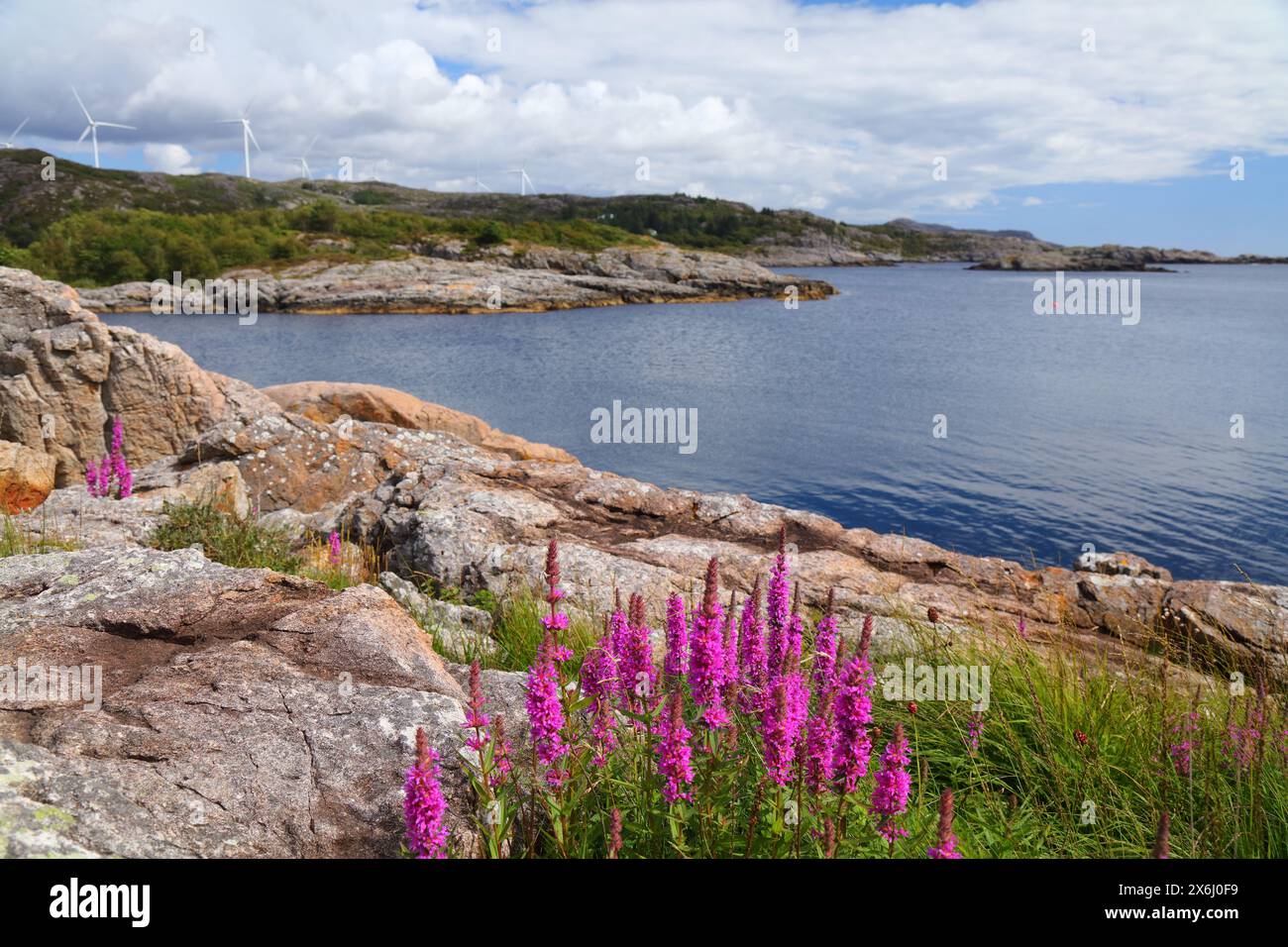 Norway coast landscape with fireweed flowers. Egersund in Rogaland region. Stock Photo