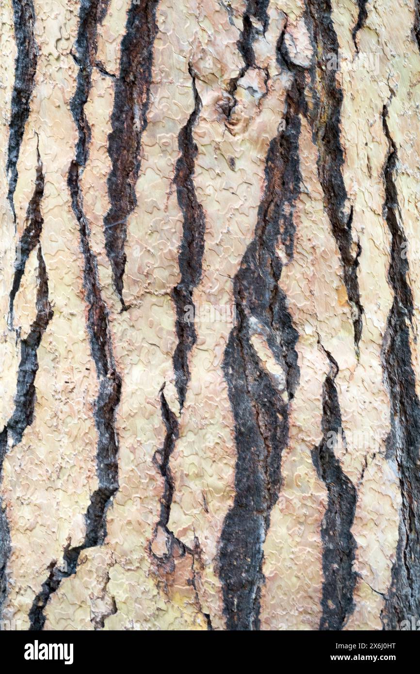 Pinus ponderosa Pine Tree bark texture Stock Photo