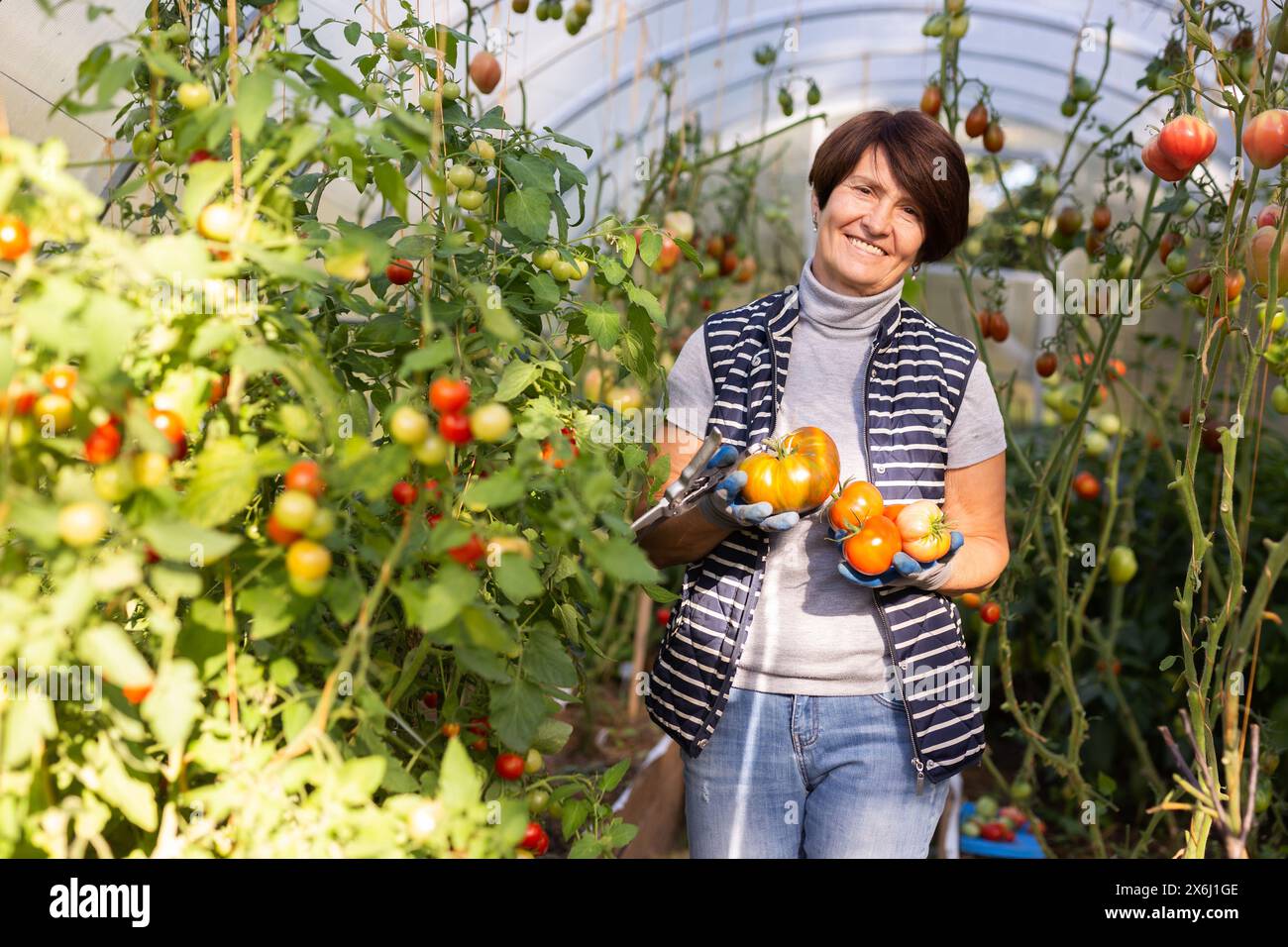 Older woman happily harvesting tomatoes in greenhouse Stock Photo - Alamy
