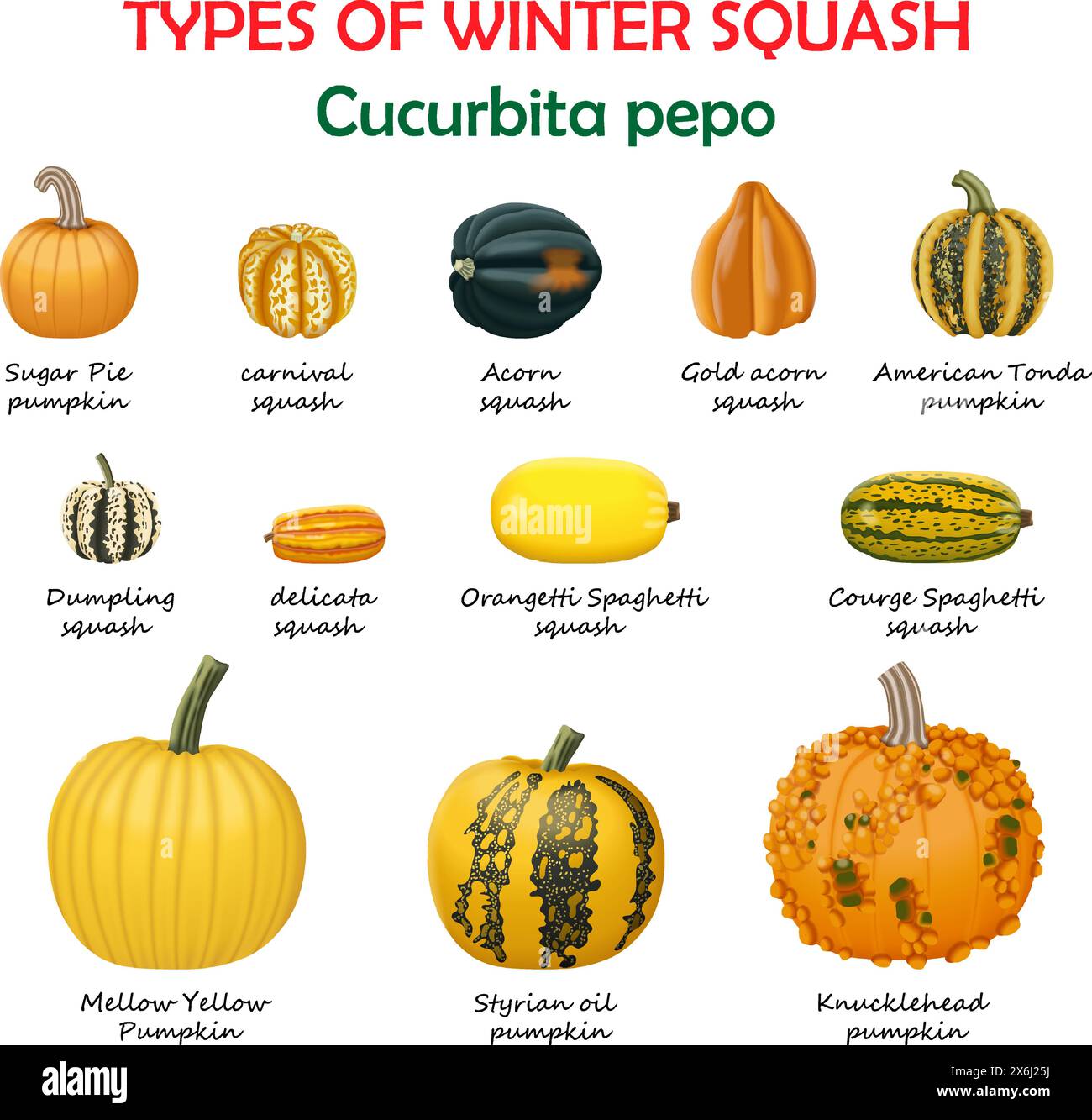 Types of winter squash. Cucurbita pepo. Cucurbitaceae. Fruits and vegetables. Isolated vector illustration. Stock Vector