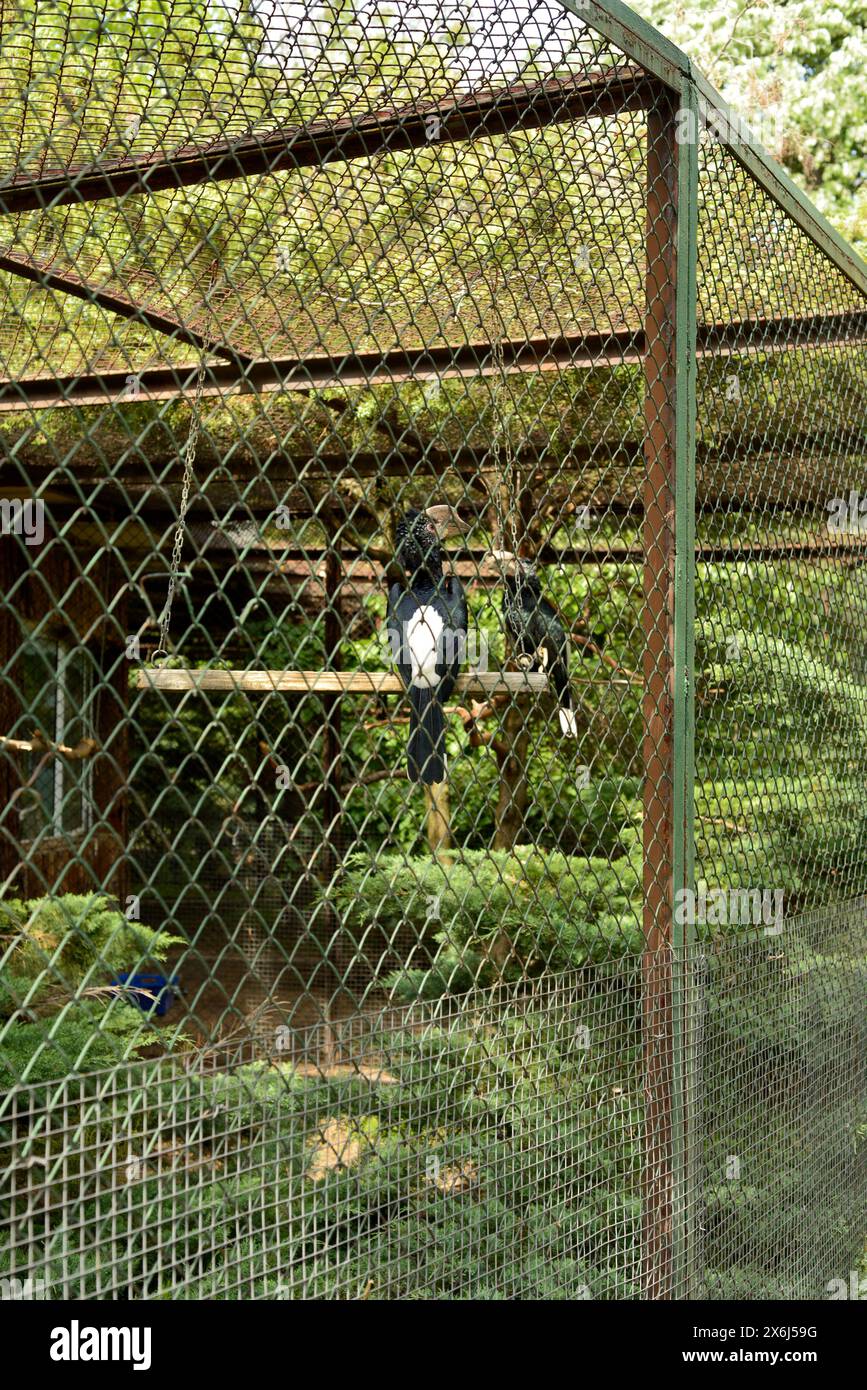 Silvery-cheeked hornbill Bycanistes brevis in large outdoor cage in captivity in Sofia Zoo, Sofia Bulgaria, Eastern Europe, Balkans, EU Stock Photo