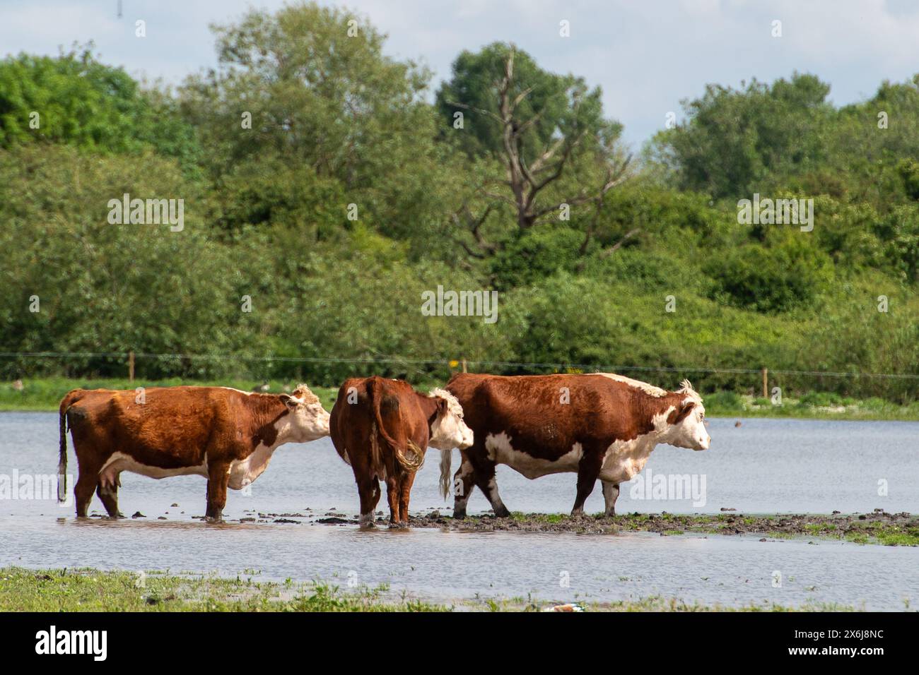 Dorney, UK. 15th May, 2024. Flooding on Dorney Common in Buckinghamshire where cattle graze, has got much worse in the past few days. Locals believe that the excess floodwater is coming from an overflow pipe onto the Common from Roundmoor Ditch. Thames Water are legally allowed to discharge into Roundmoor Ditch but only during times of heavy rain. Although the Thames Water Event Duration Monitor map hasn't shown any discharges into Roundmoor Ditch this month from the nearby Thames Water Slough Sewage Treatment Works locals are concerned that the rising polluted water levels are either due to g Stock Photo