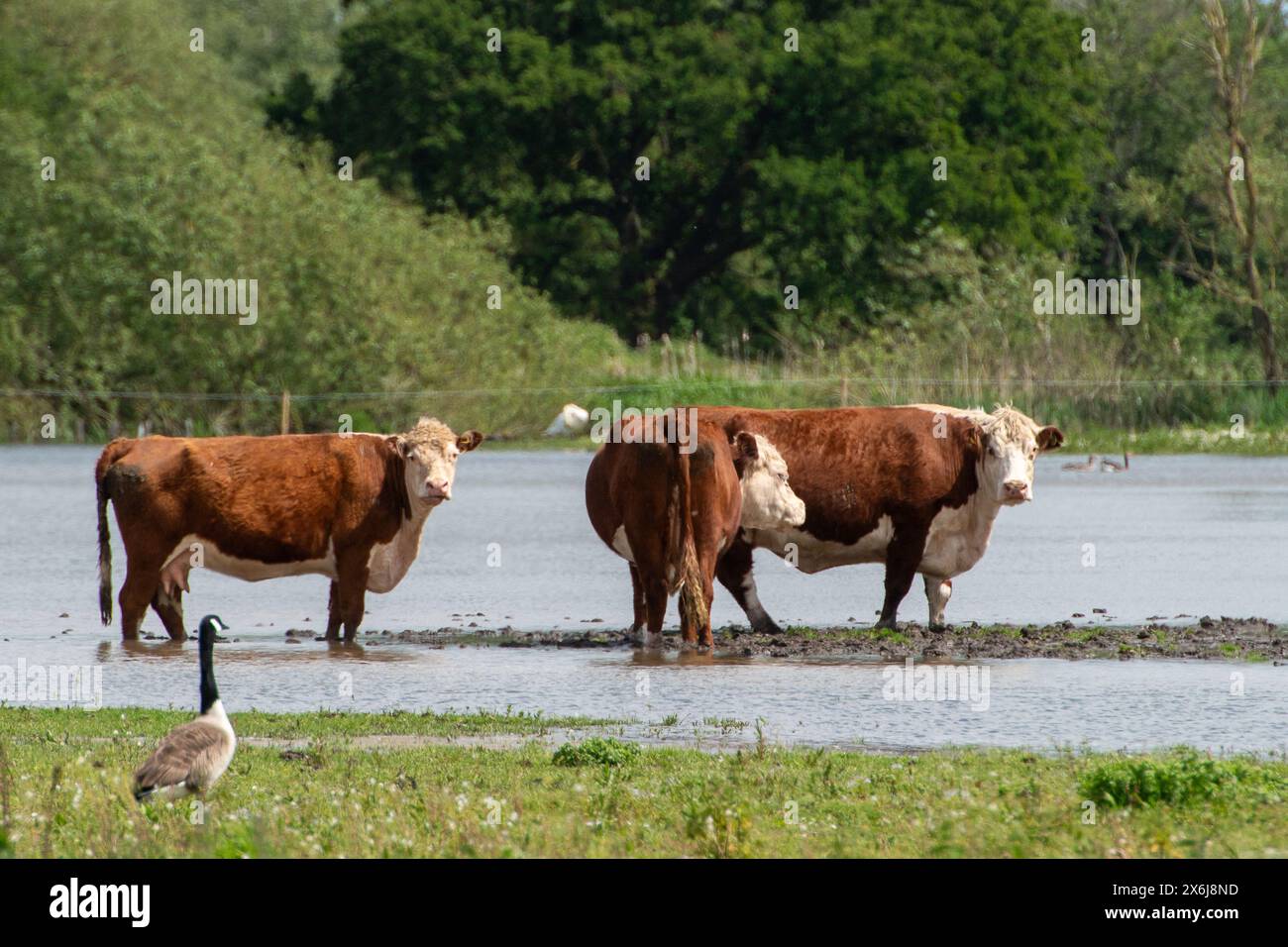 Dorney, UK. 15th May, 2024. Flooding on Dorney Common in Buckinghamshire where cattle graze, has got much worse in the past few days. Locals believe that the excess floodwater is coming from an overflow pipe onto the Common from Roundmoor Ditch. Thames Water are legally allowed to discharge into Roundmoor Ditch but only during times of heavy rain. Although the Thames Water Event Duration Monitor map hasn't shown any discharges into Roundmoor Ditch this month from the nearby Thames Water Slough Sewage Treatment Works locals are concerned that the rising polluted water levels are either due to g Stock Photo
