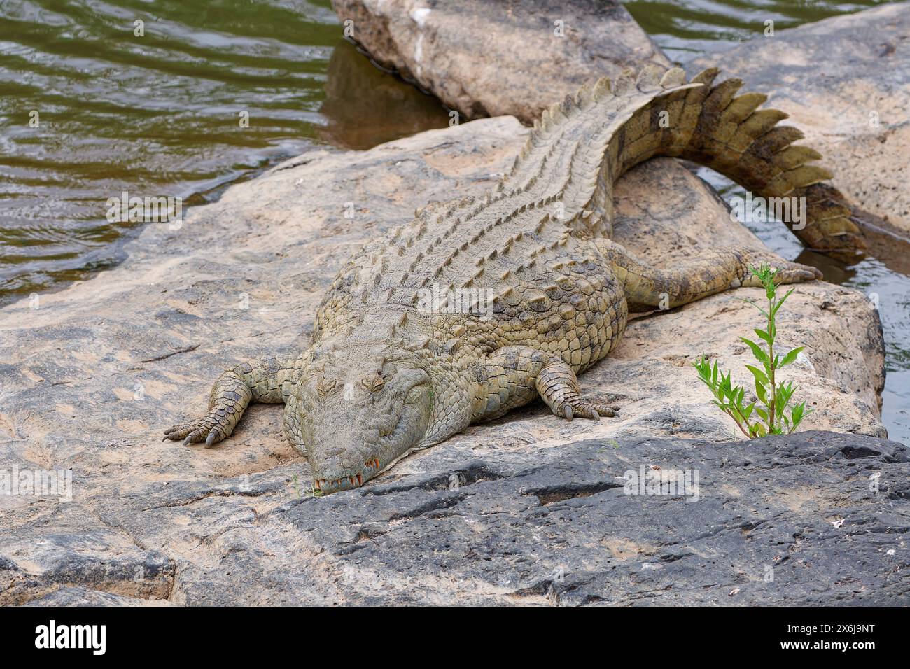 Nile crocodile, (Crocodylus niloticus), adult, sleeping on the rocky bank of the Sabie River, Kruger National Park, South Africa, Africa Stock Photo