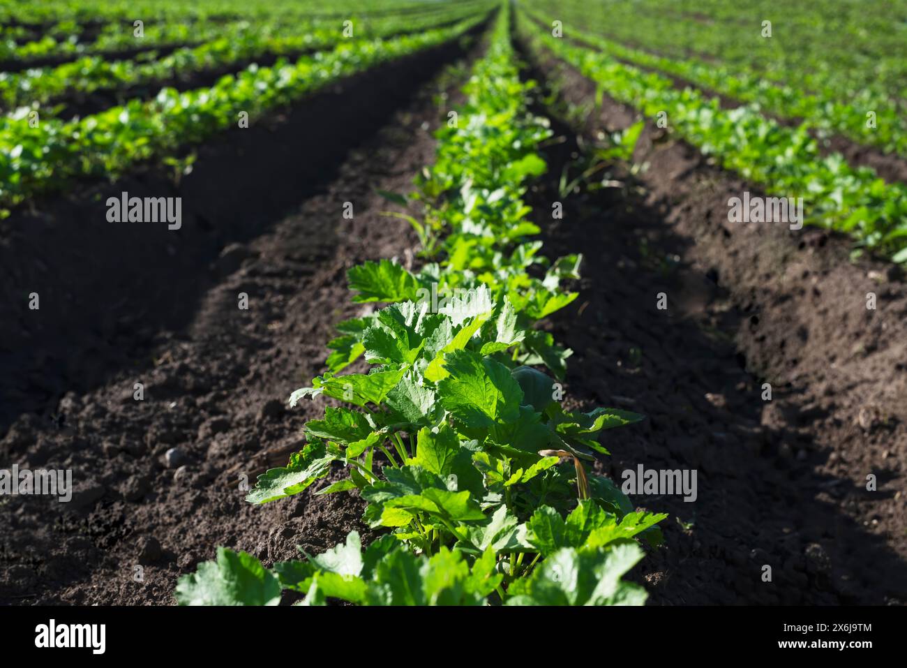 Rows of celery plants on agricultural field in late spring. selective focus Stock Photo