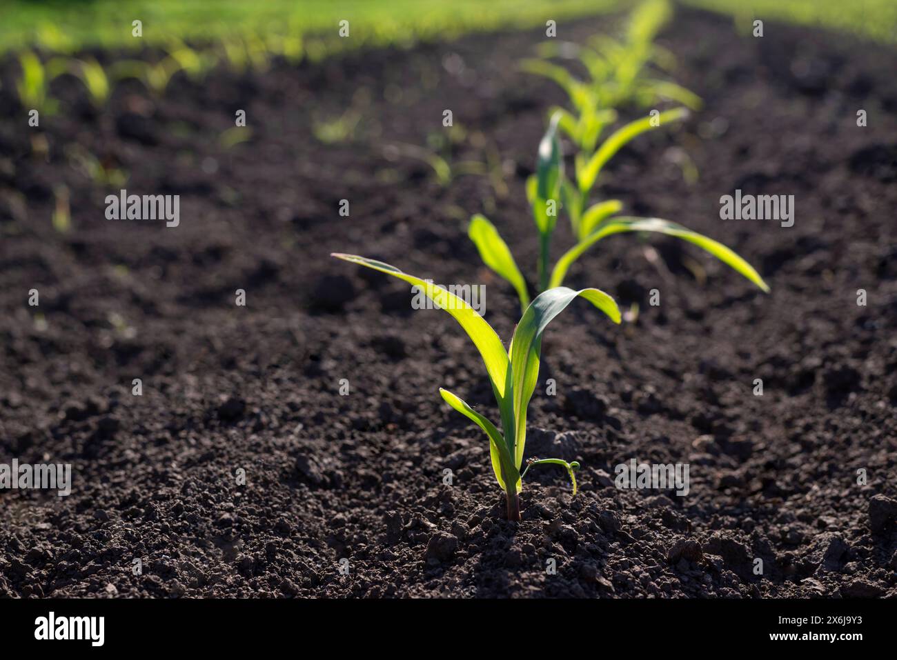 Rows of young green corn plants in a cornfield. Selective focus. Stock Photo