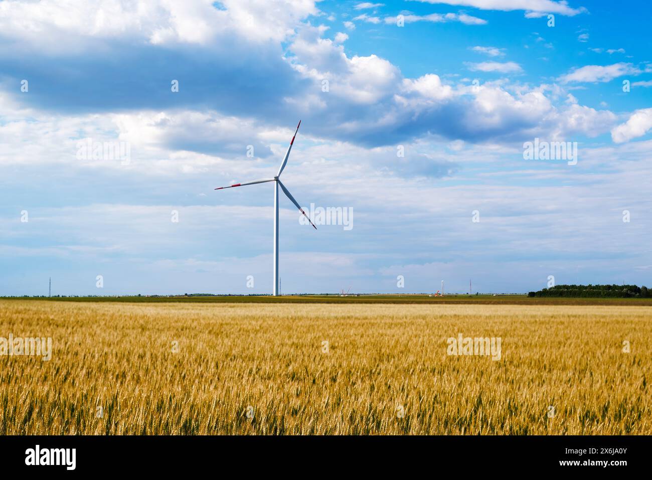 Windmills for electric power production in the field of wheat. Stock Photo