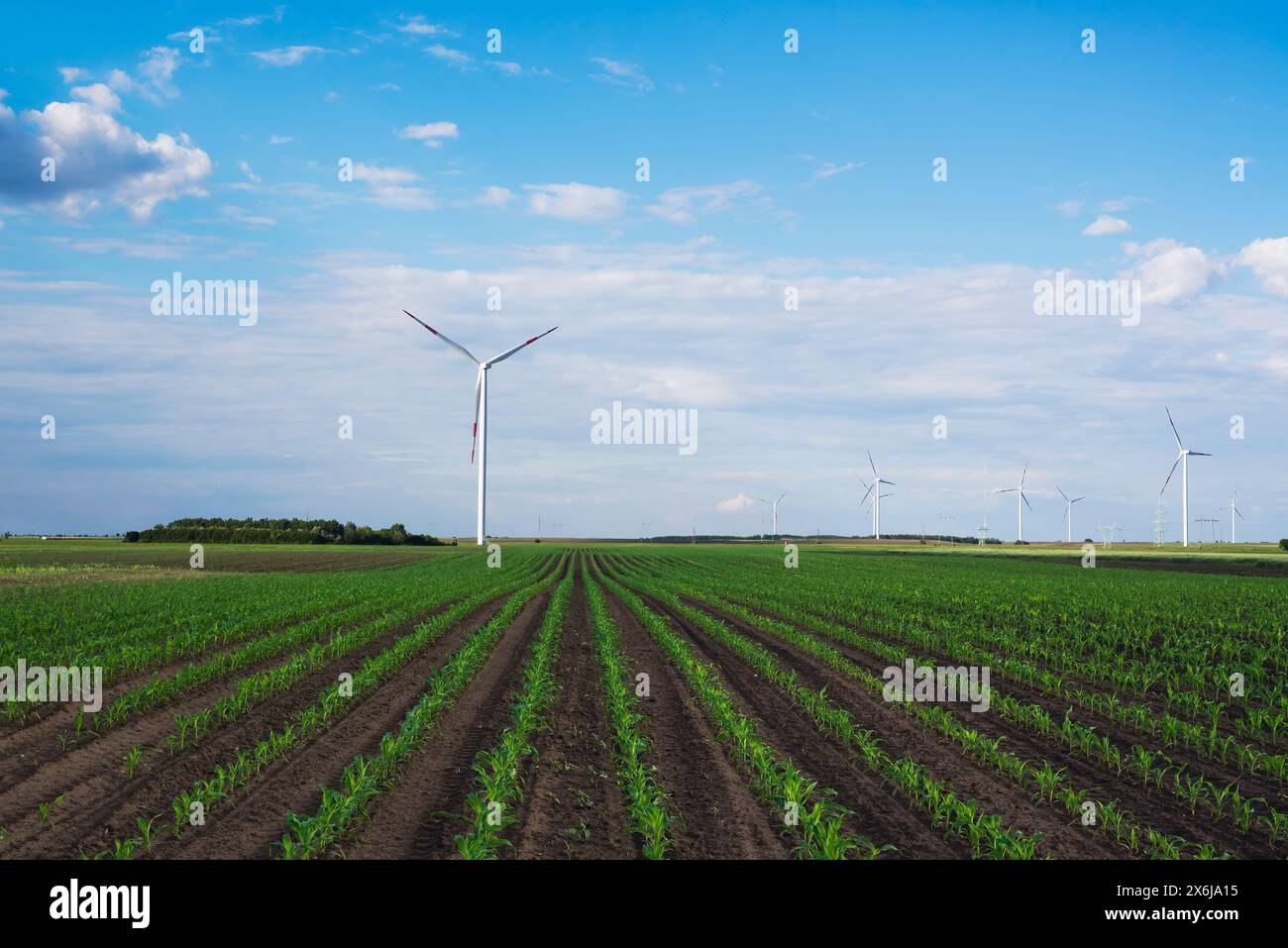Group of windmills for electric power production in the green corn field Stock Photo