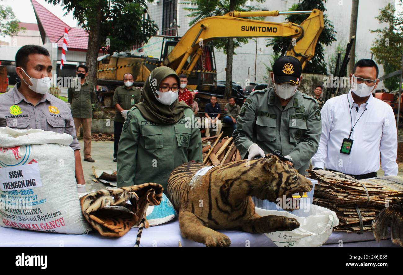 Medan, North Sumatera, Indonesia. 15th May, 2024. Indonesian Forestry Police in Medan, North Sumatra, collect evidence, arrest perpetrators selling wild animals, such as tigers and other animals (Credit Image: © Kartik Byma/ZUMA Press Wire) EDITORIAL USAGE ONLY! Not for Commercial USAGE! Stock Photo