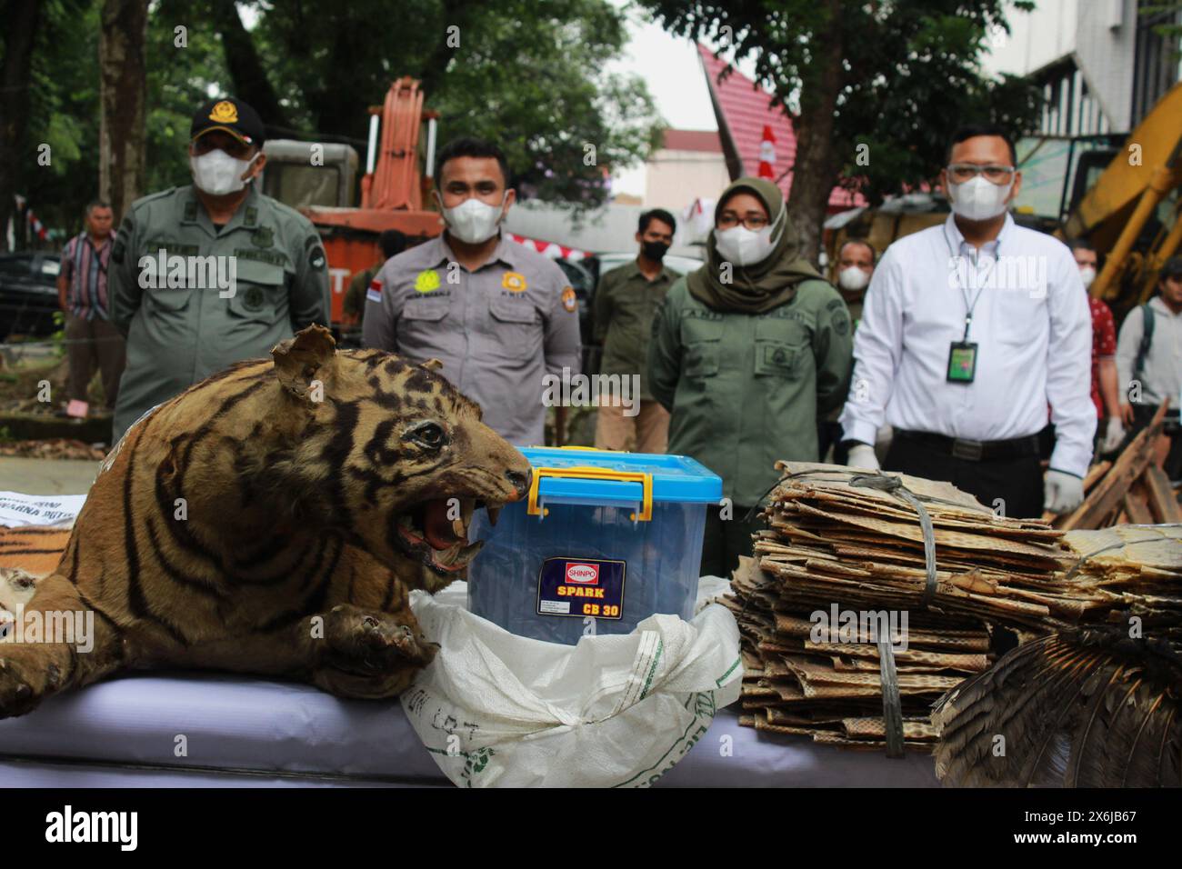 Medan, North Sumatra, Indonesia. 15th May, 2024. evidence of the arrest of the Indonesia Forest Police together with the North Sumatra BKSDA is in the from of a preserved sumatra tiger, other animal (Credit Image: © Kartik Byma/ZUMA Press Wire) EDITORIAL USAGE ONLY! Not for Commercial USAGE! Stock Photo