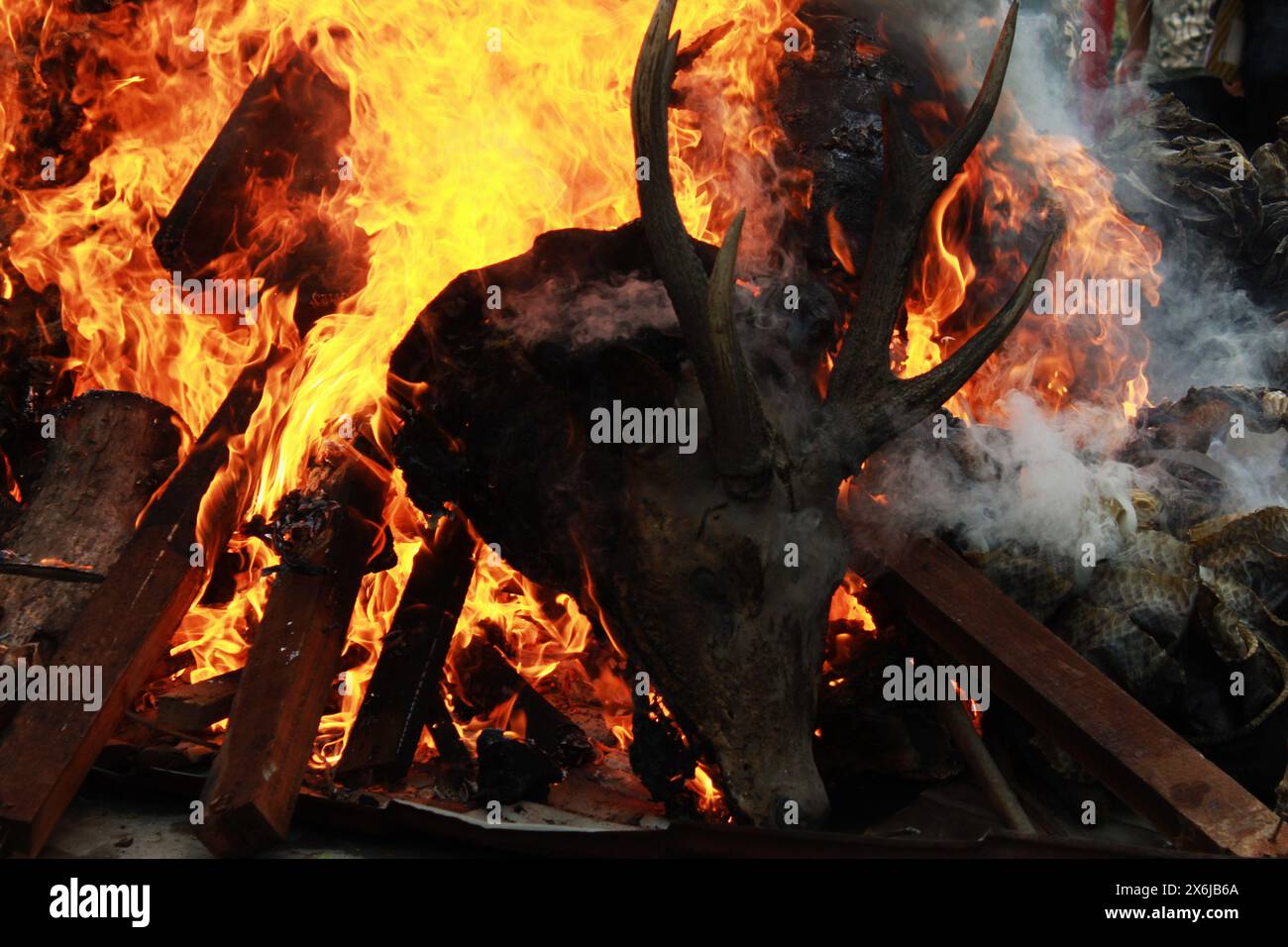 Medan, North Sumatra, Indonesia. 15th May, 2024. Evidence of Animal capture after being uncovered by forestry police together with BKSDA in Medan North Sumatra, destroyed by fire, there was a deer too (Credit Image: © Kartik Byma/ZUMA Press Wire) EDITORIAL USAGE ONLY! Not for Commercial USAGE! Stock Photo