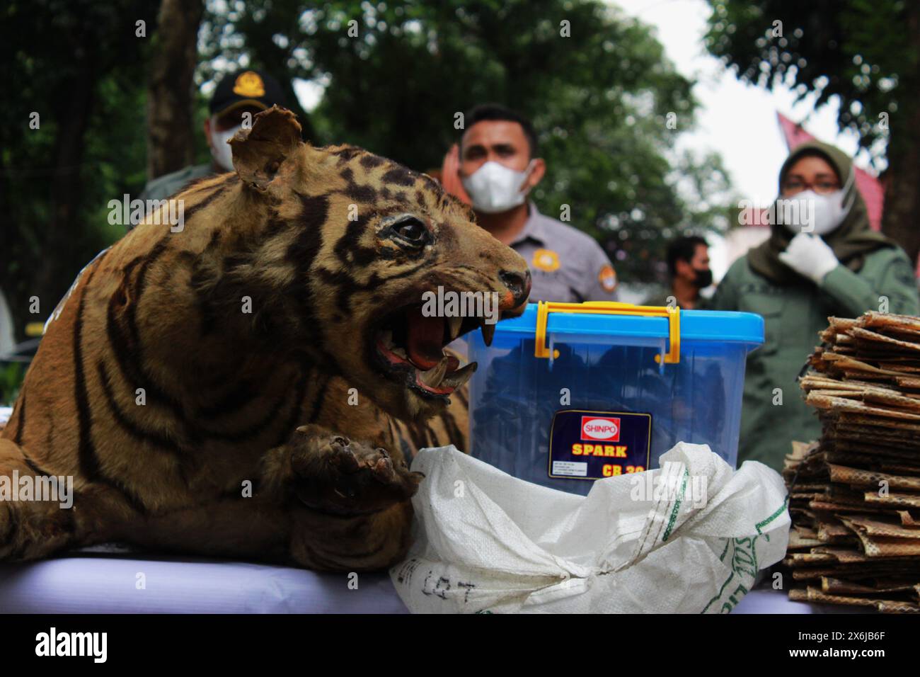 Medan, North Sumatra, Indonesia. 15th May, 2024. evidence of the arrest of the Indonesia Forest Police together with the North Sumatra BKSDA is in the from of a preserved sumatra tiger, other animal (Credit Image: © Kartik Byma/ZUMA Press Wire) EDITORIAL USAGE ONLY! Not for Commercial USAGE! Stock Photo