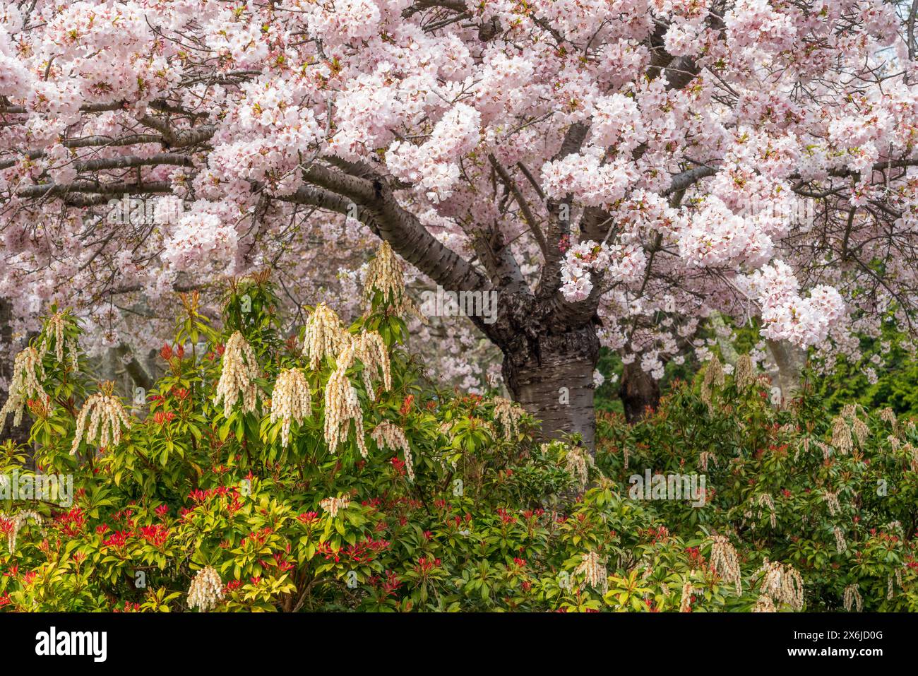 Cherry tree blossoms and Japanese pieris flowers in the Finnerty Gardens, Victoria, Vancouver Island, British Columbia, Canada. Stock Photo