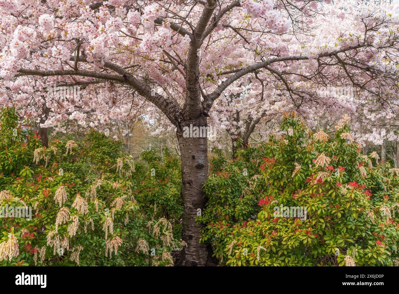 Cherry tree blossoms and Japanese pieris flowers in the Finnerty Gardens, Victoria, Vancouver Island, British Columbia, Canada. Stock Photo