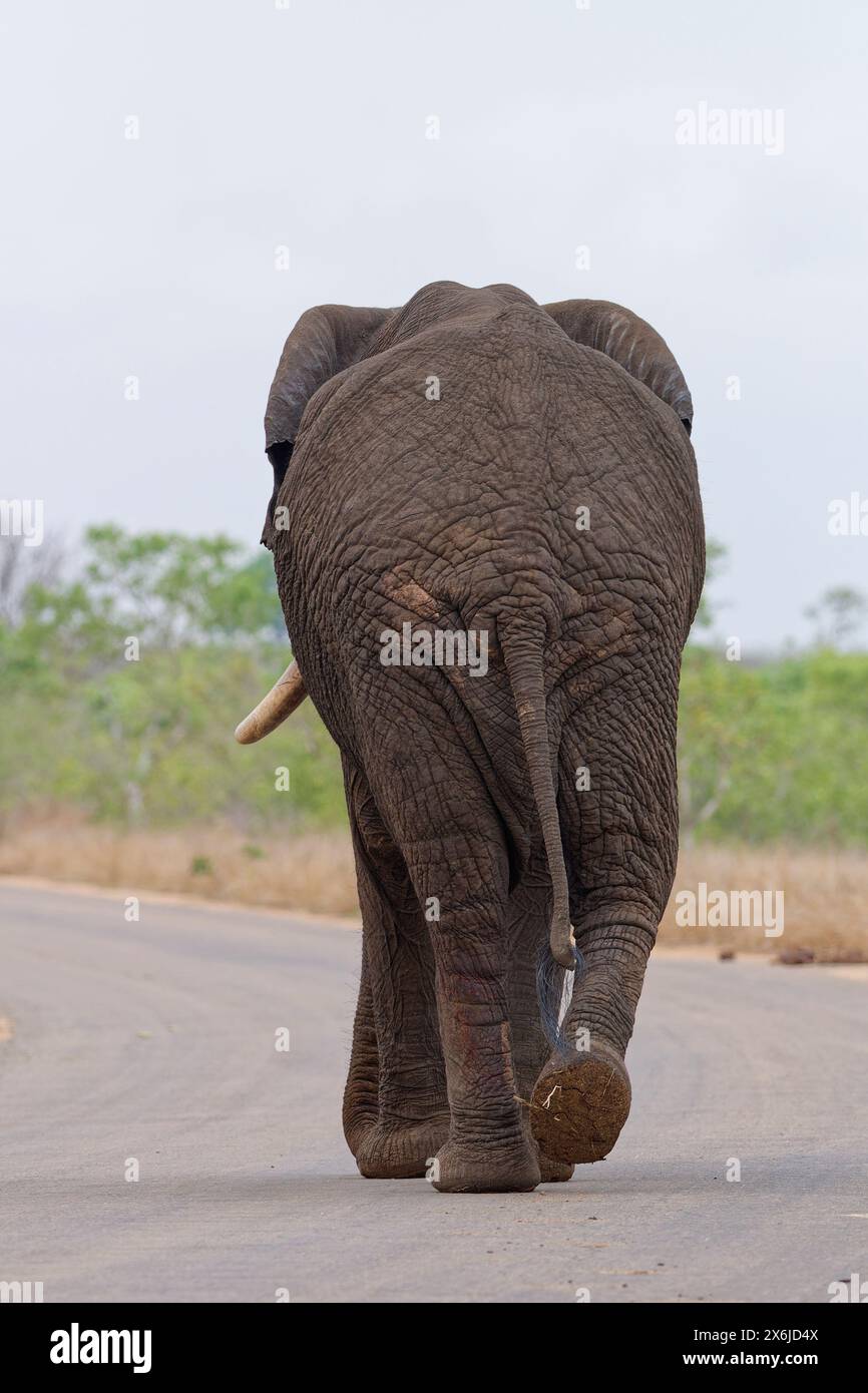 African bush elephant (Loxodonta africana), adult male walking on the asphalt road, back view, Kruger National Park, South Africa, Africa Stock Photo