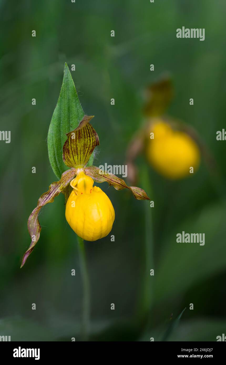 The Yellow Lady's Slipper orchid blooming in the Discovery Nature Sanctuary in Winkler, Manitoba, Canada. Stock Photo