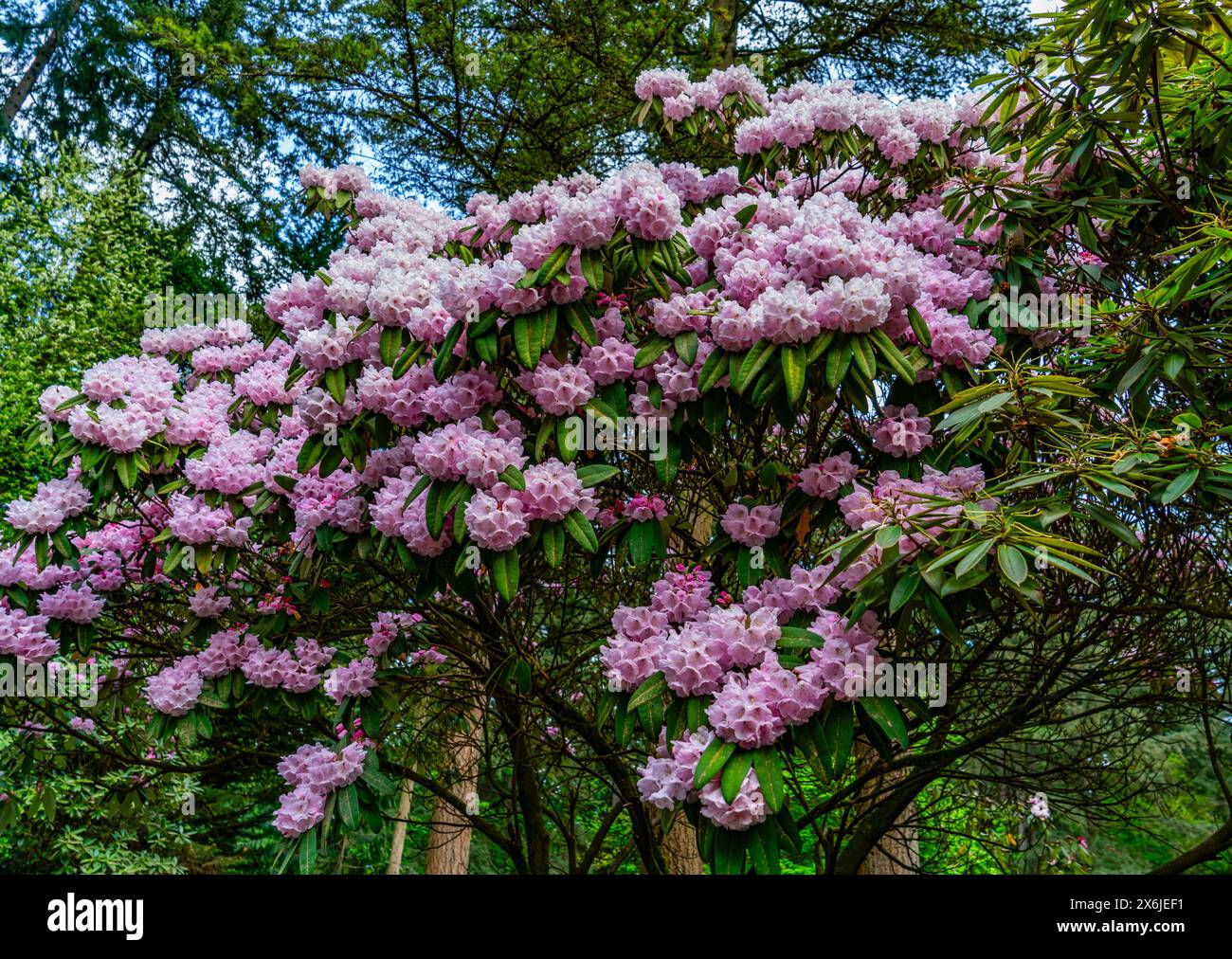 Beautiful pink Rhododendron flowers that seem like clouds at a garden in Federal Way, Washington. Stock Photo