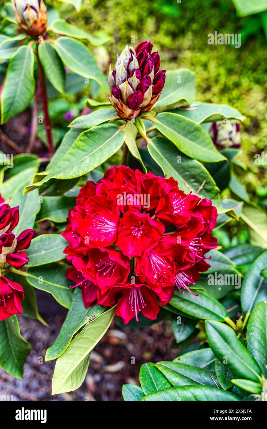 A close-up shot of dark red Rhododendron flowers in a garden in Federal Way, Washington. Stock Photo