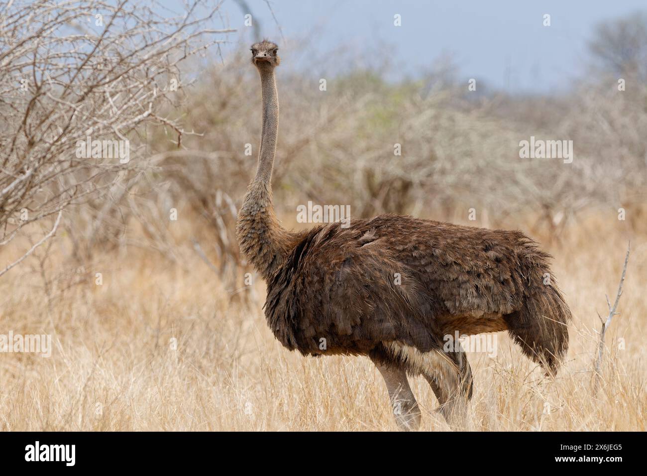South African ostrich (Struthio camelus australis), adult female standing in dry grassland, eye contact, animal portrait, Kruger NP, South Africa, Stock Photo