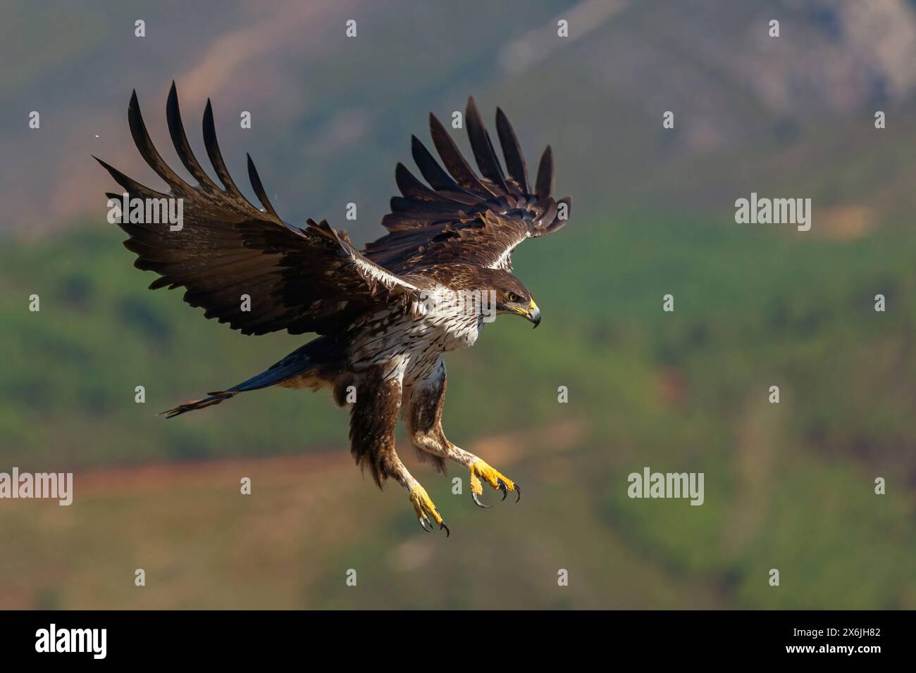 Habichtsadler, Bonelli's Eagle, (Hieraaetus fasciatus,) Aigle de Bonelli, Águila-azor Perdicera Stock Photo