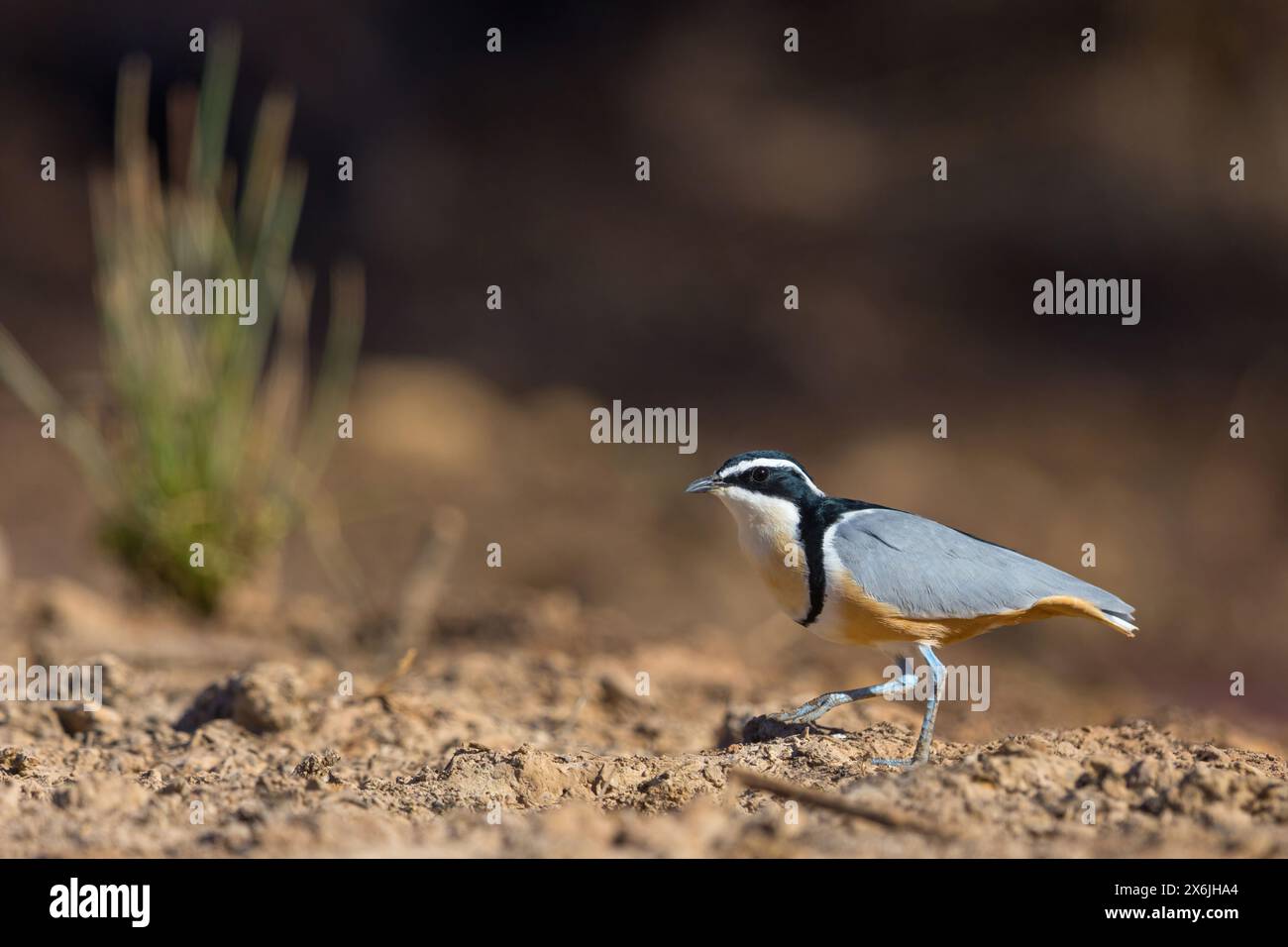 Krokodilwächter, (Pluvianus aegytpticus), Crocodile-bird, Egyptian ...