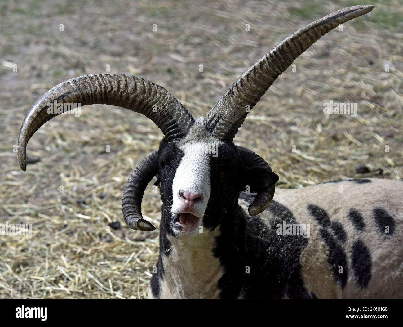 Four horned sheep hi-res stock photography and images - Alamy