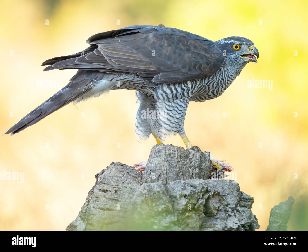 Habicht, Northern Goshawk, Goshawk, (Accipiter gentilis), Autour des ...