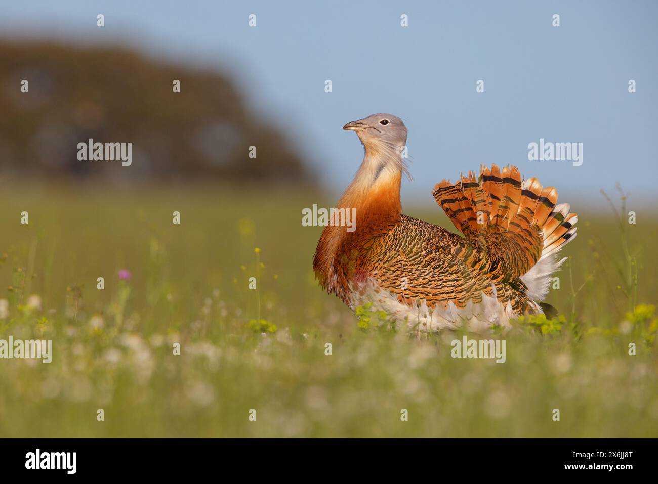 Großtrappe, Great Bustard, (Otis tarda), Outarde barbue, Avutarda Común, Spanien, Toledo, Stock Photo