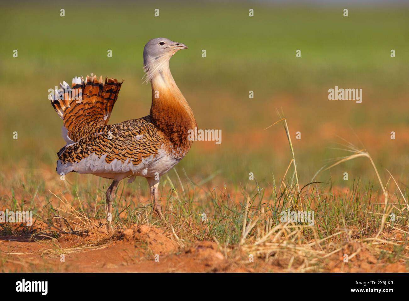 Großtrappe, Great Bustard, (Otis tarda), Outarde barbue, Avutarda Común, Spanien, Toledo, Stock Photo