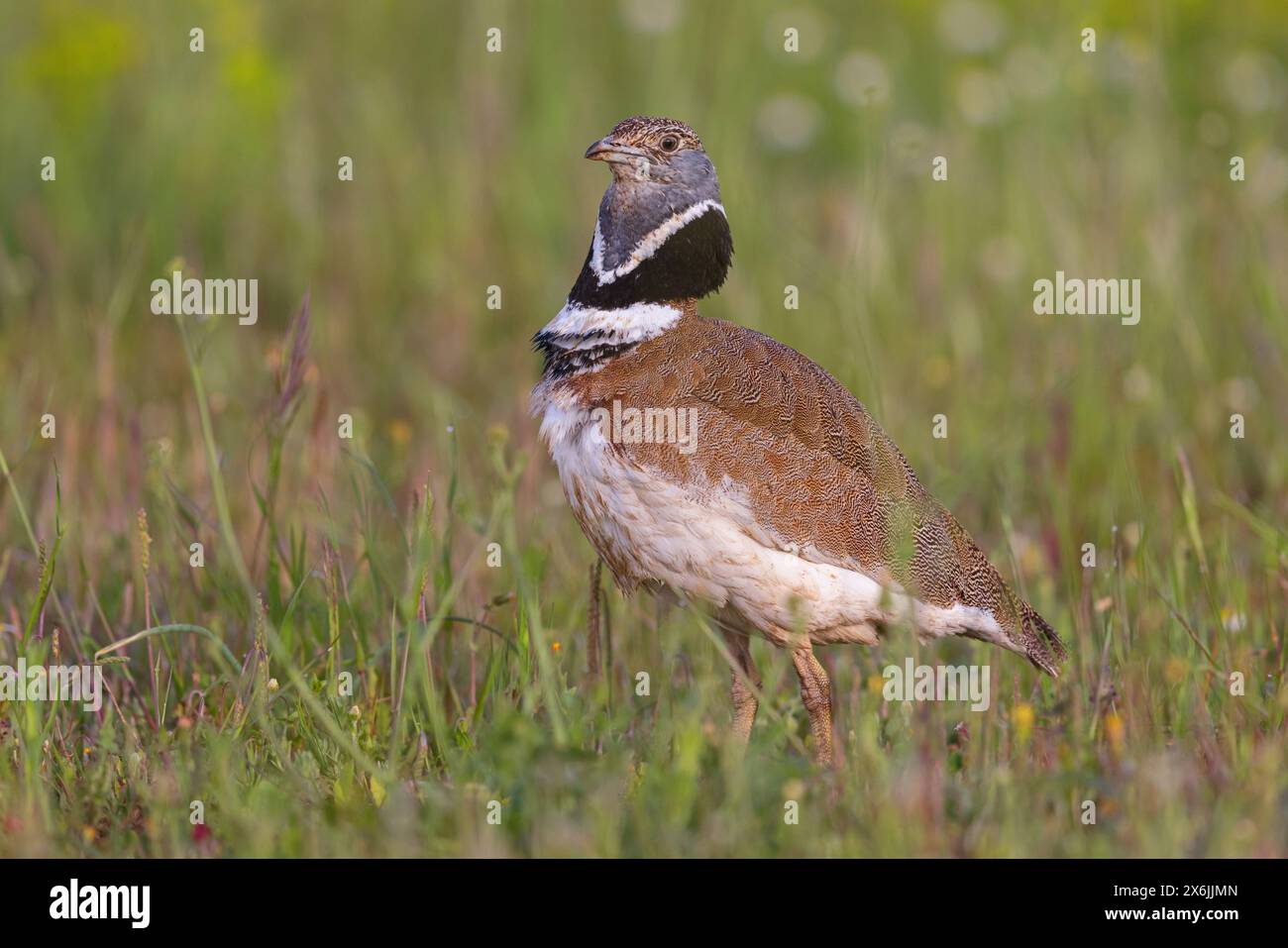 Zwergtrappe, Little Bustard, (Tetrax tetrax) Outarde canepetière, Sisón Común Stock Photo