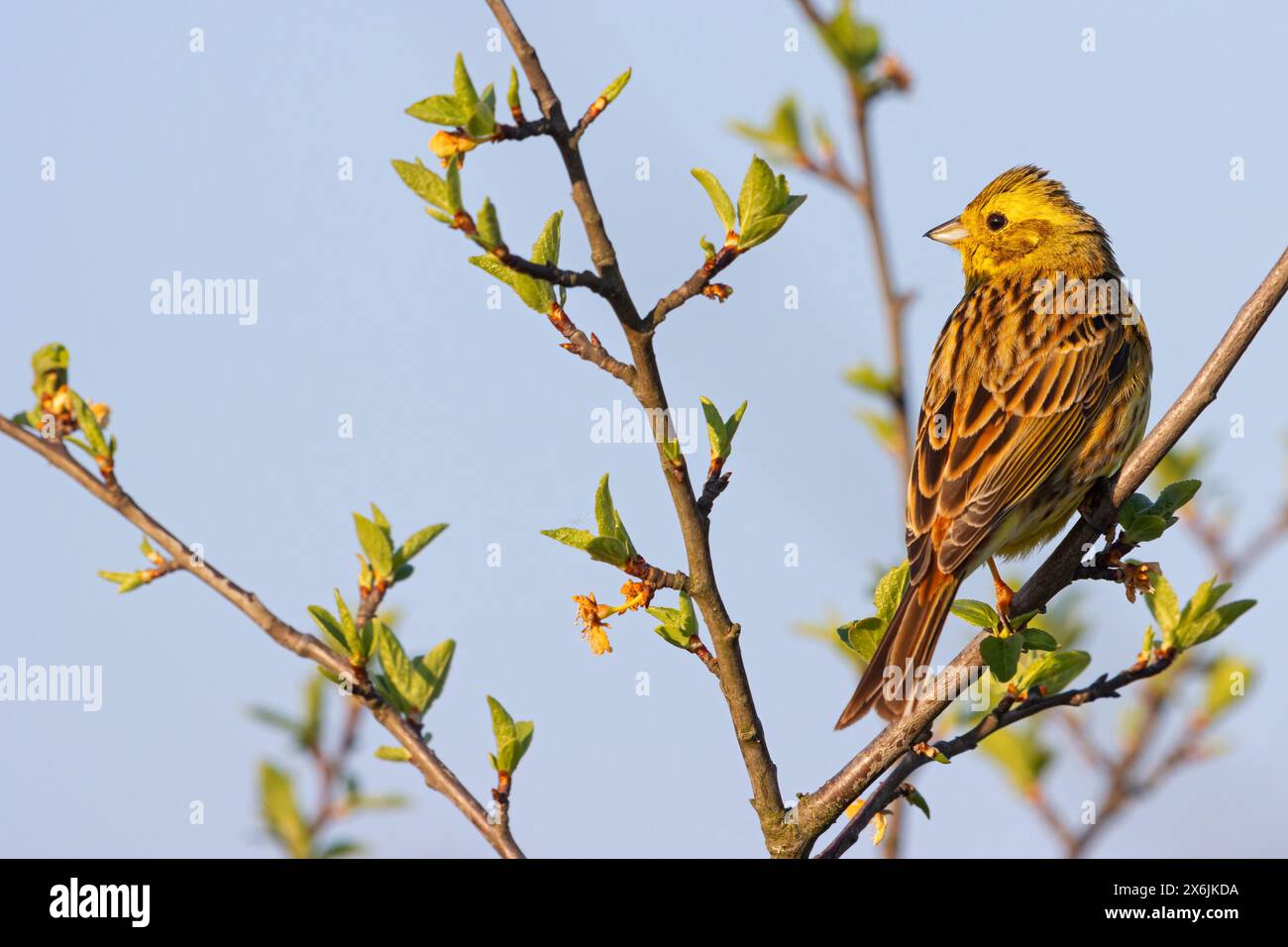 Goldammer, Yellowhammer, (Emberiza citrinella) Bruant jaune, Escribano Cerillo, Ast, branch, Stock Photo