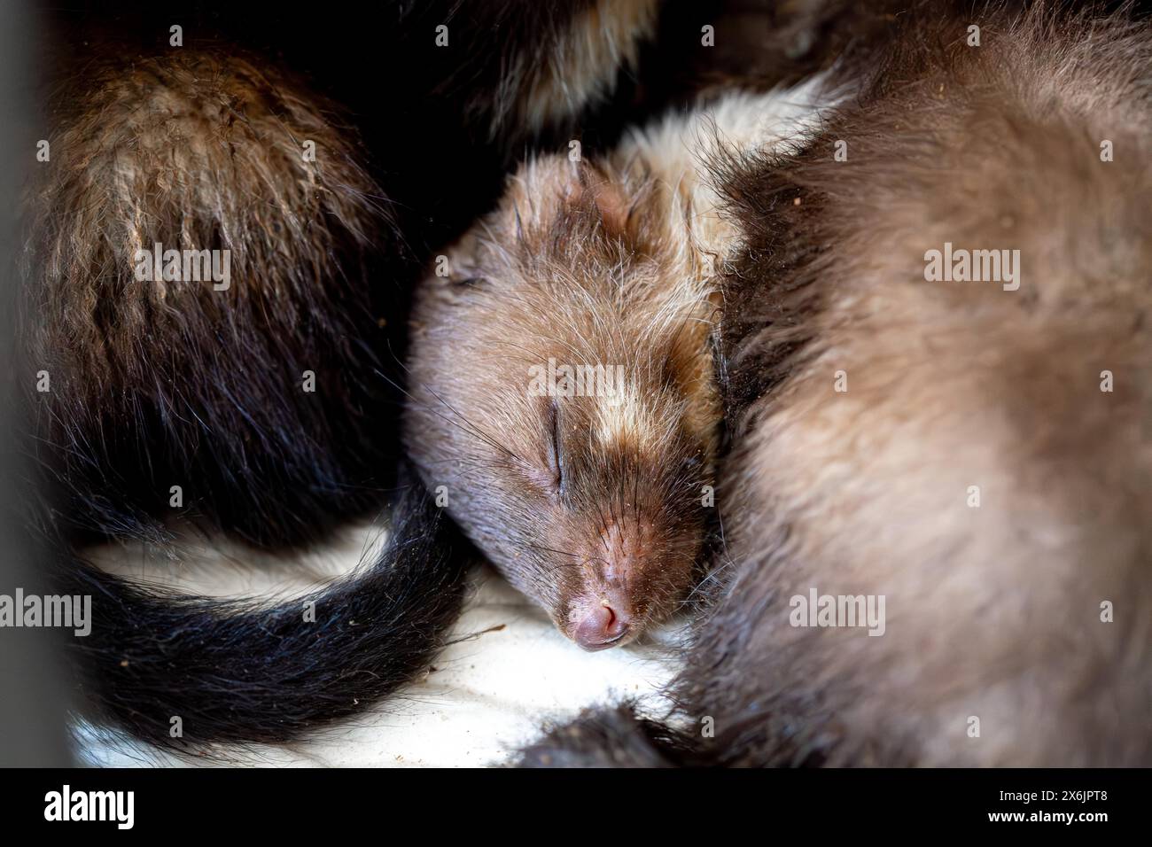 Beech marten (Martes foina), practical animal welfare, two young animals sleeping in a wildlife rescue centre, North Rhine-Westphalia, Germany Stock Photo
