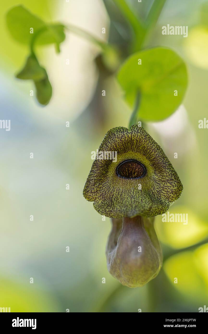 Dutchman's pipe (Aristolochia macrophylla), flower, Emsland, Lower Saxony, Germany, Europe Stock Photo