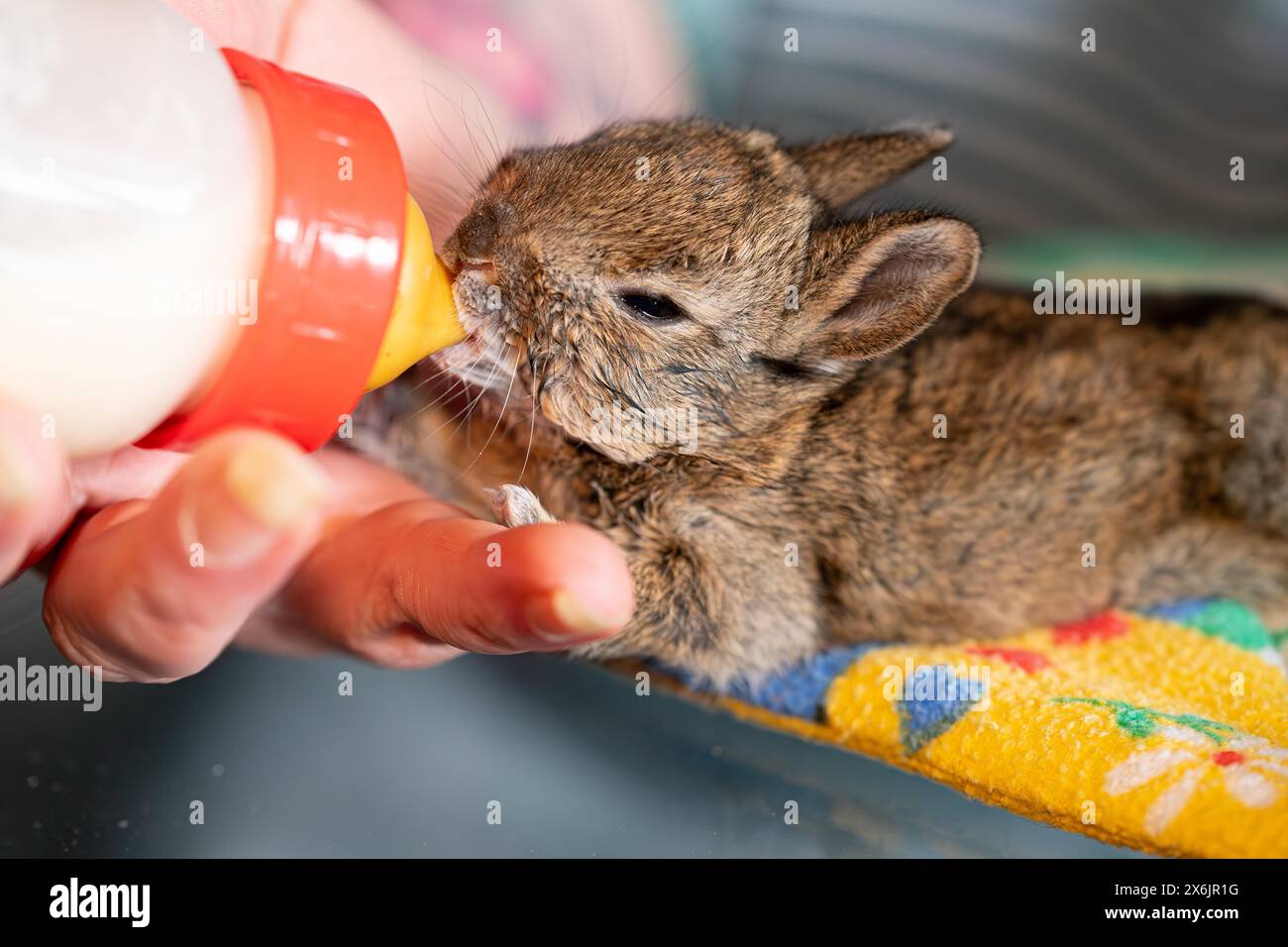 European hare (Lepus europaeus), practical animal welfare, young animal receives milk by bottle in a wildlife rescue centre, North Rhine-Westphalia Stock Photo