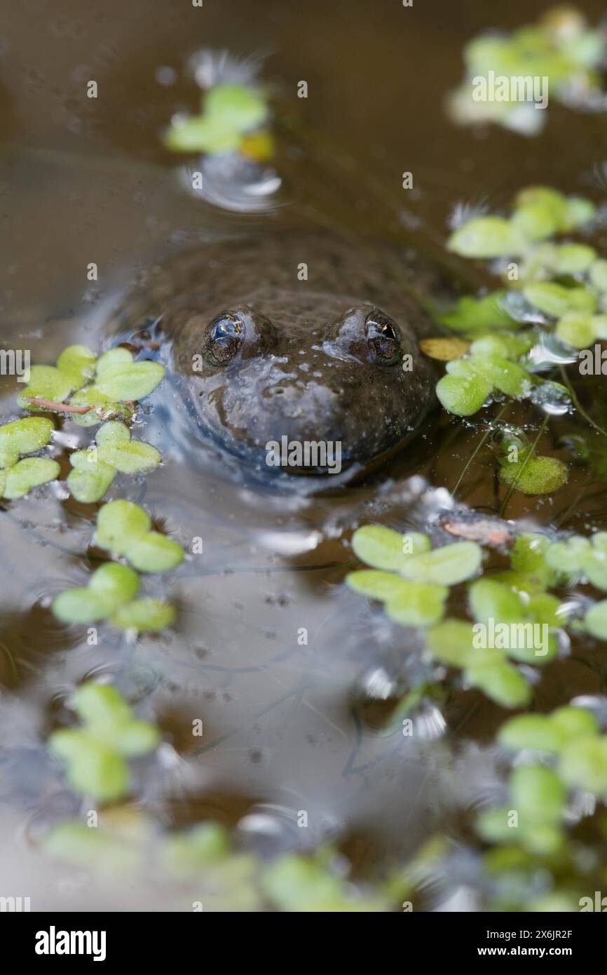 Yellow-bellied toad (Bombina variegata), among vegetation in the water, Stolberg, Germany Stock Photo