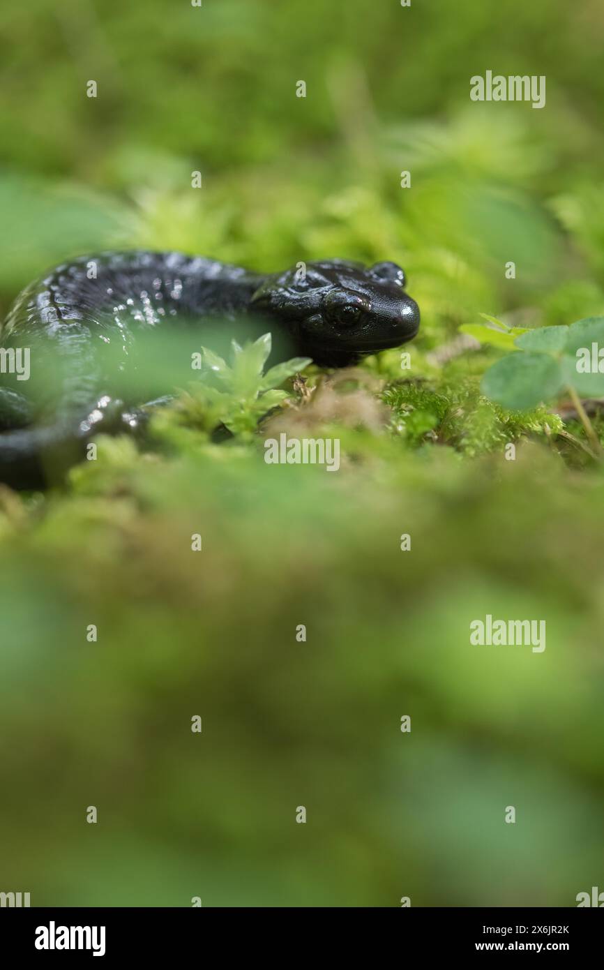Alpine salamander (Salamandra atra), hidden in the moss, Hohenschwangau, Allgaeu, Bavaria Stock Photo