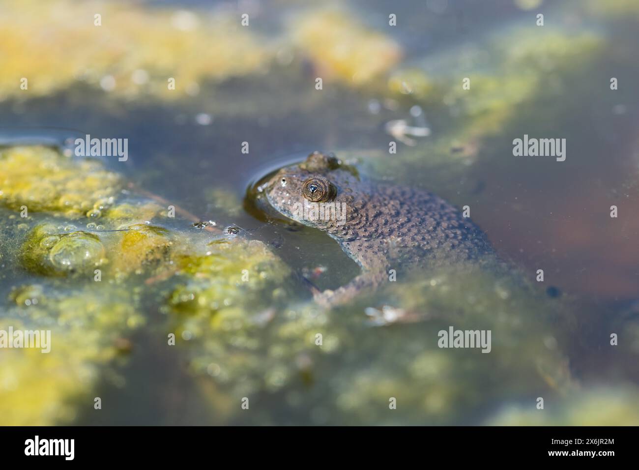 Yellow-bellied toad (Bombina variegata), among vegetation in the water, Stolberg, Germany Stock Photo