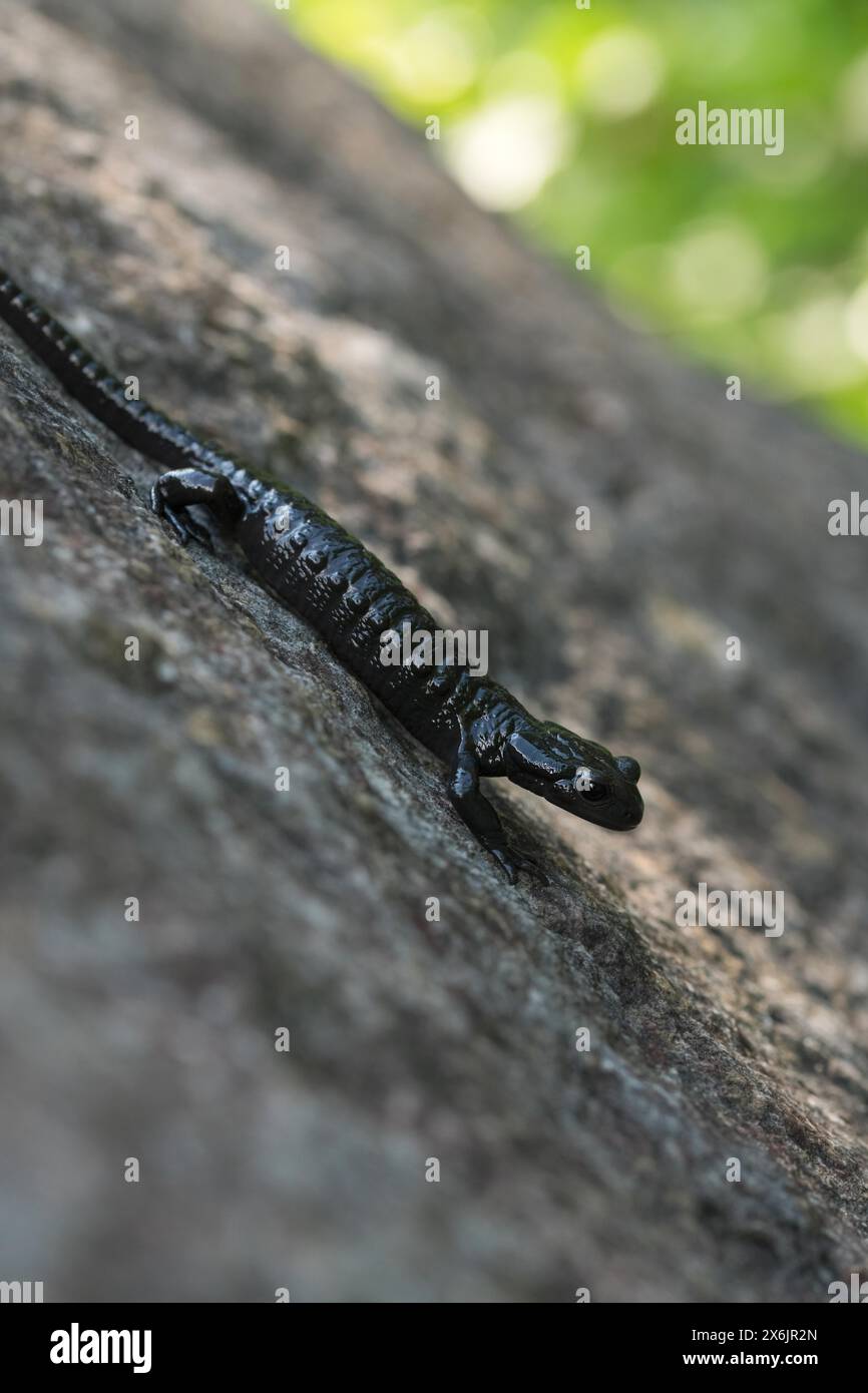 Alpine salamander (Salamandra atra), running on stone, Hohenschwangau, Allgaeu, Bavaria Stock Photo