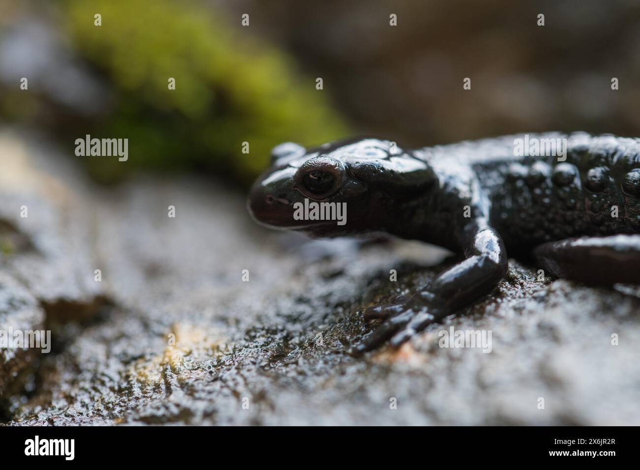 Alpine salamander (Salamandra atra), on damp stone, Hohenschwangau, Allgaeu, Bavaria Stock Photo