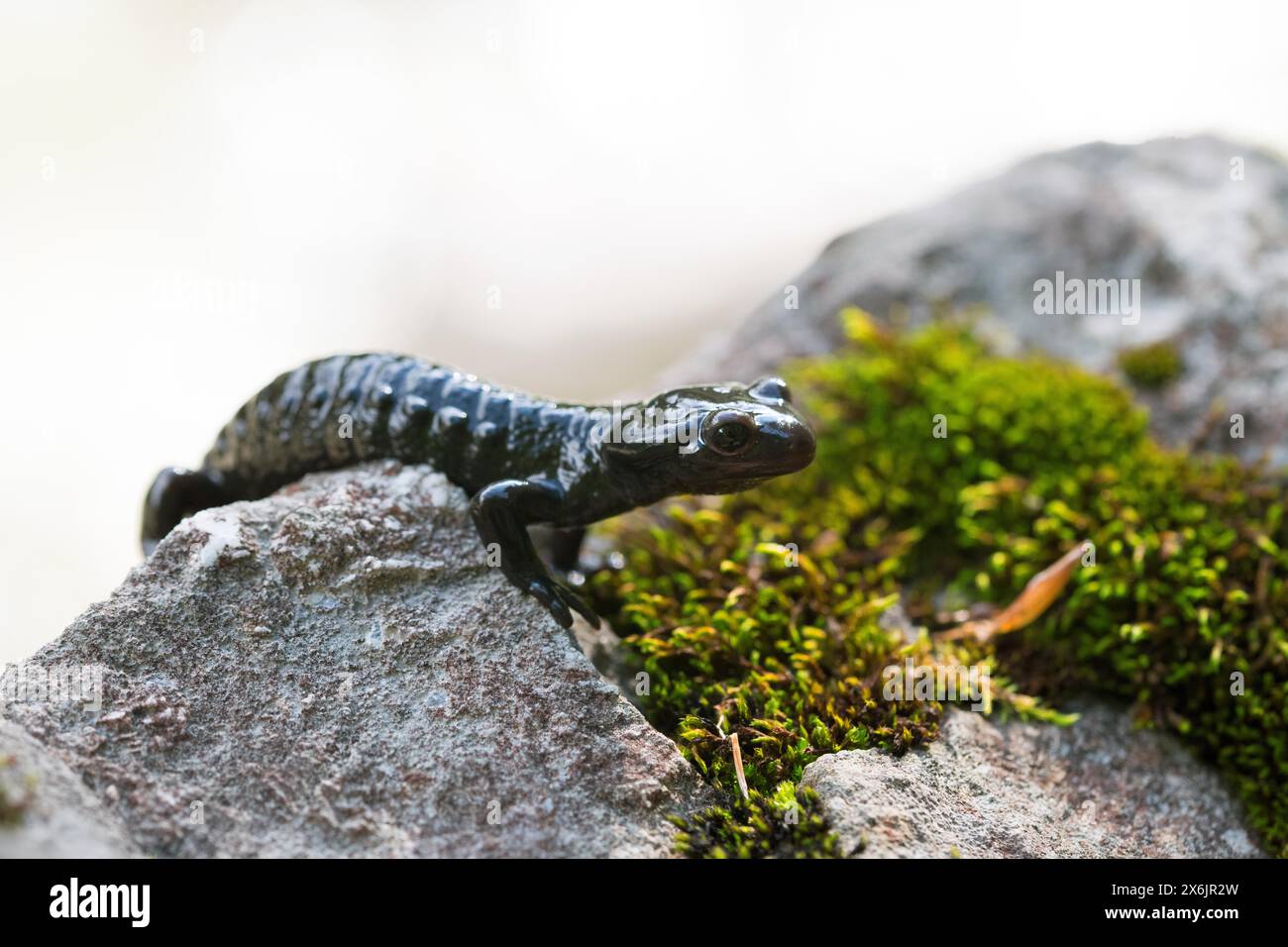Alpine salamander (Salamandra atra), on stone with moss, Hohenschwangau, Allgaeu, Bavaria Stock Photo